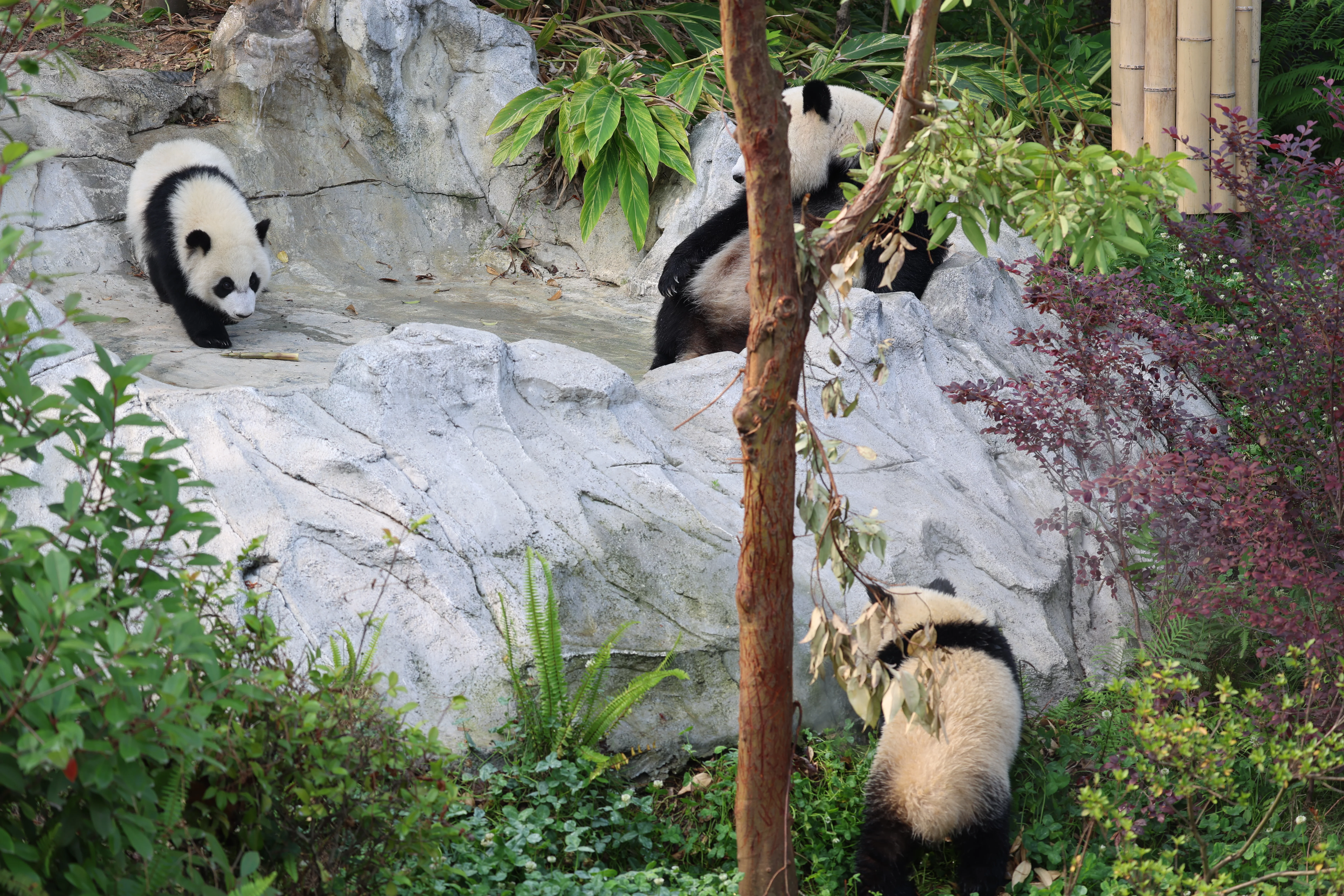 Chengdu Research Base of Giant Panda Breeding