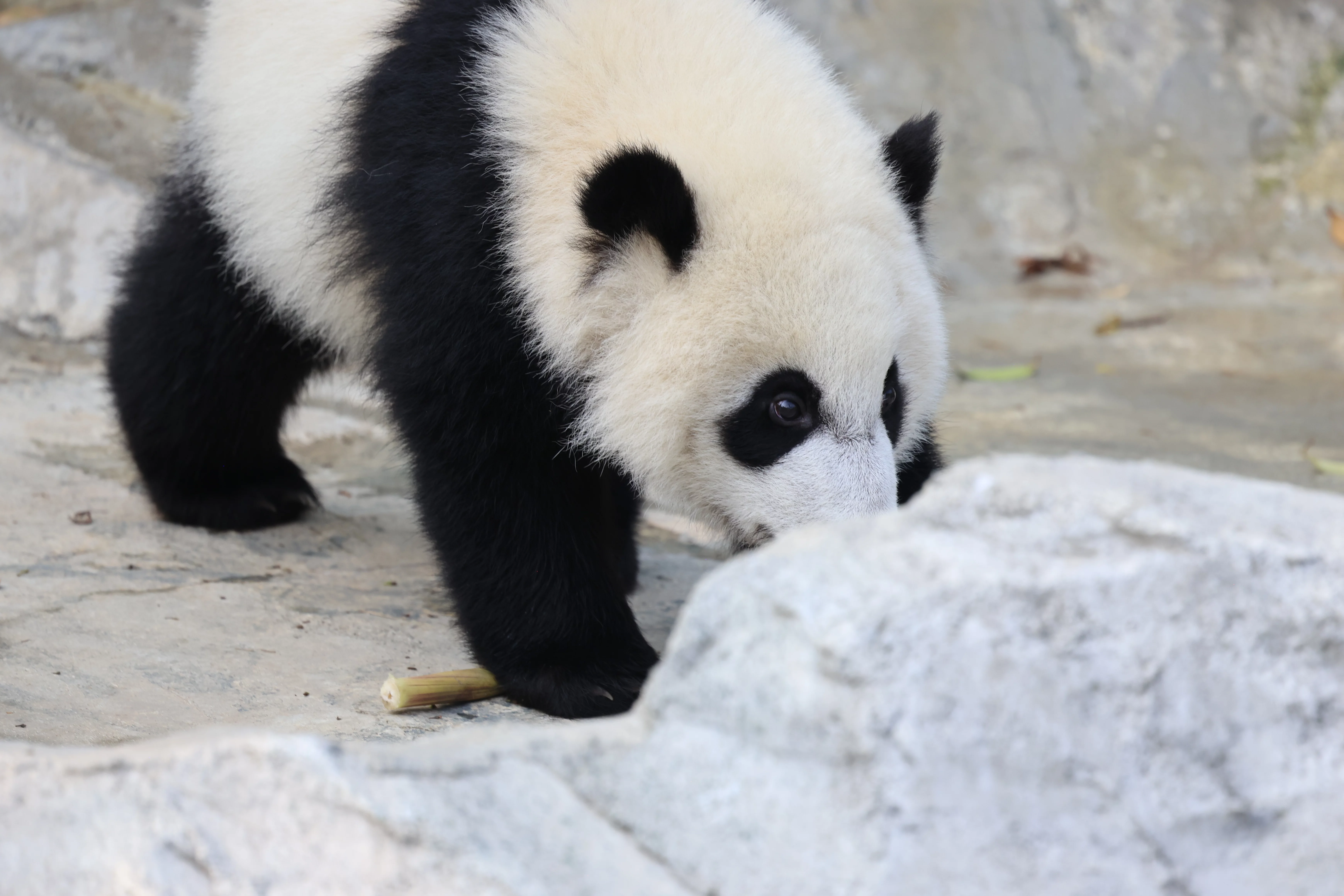 Chengdu Research Base of Giant Panda Breeding