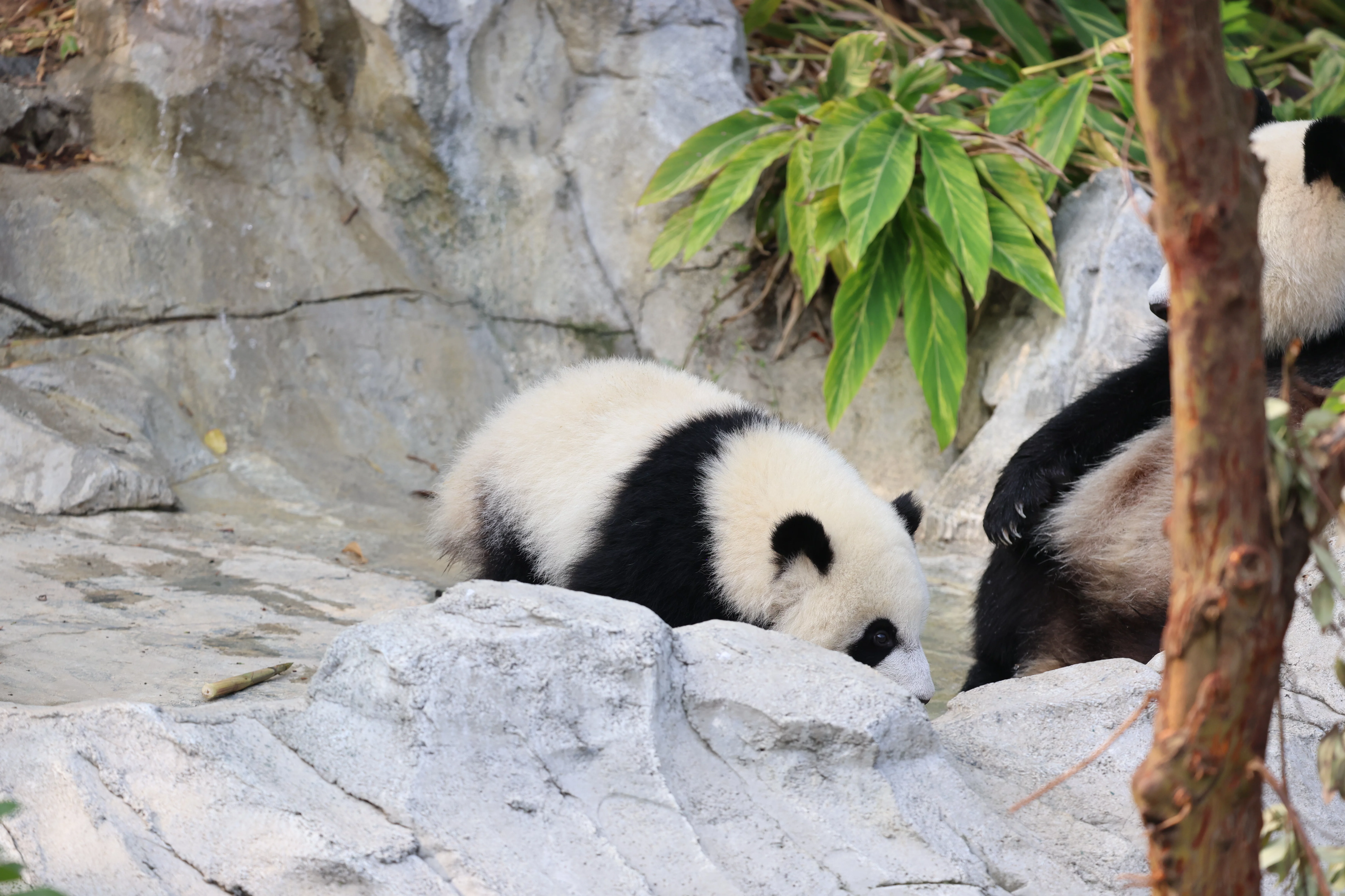 Chengdu Research Base of Giant Panda Breeding
