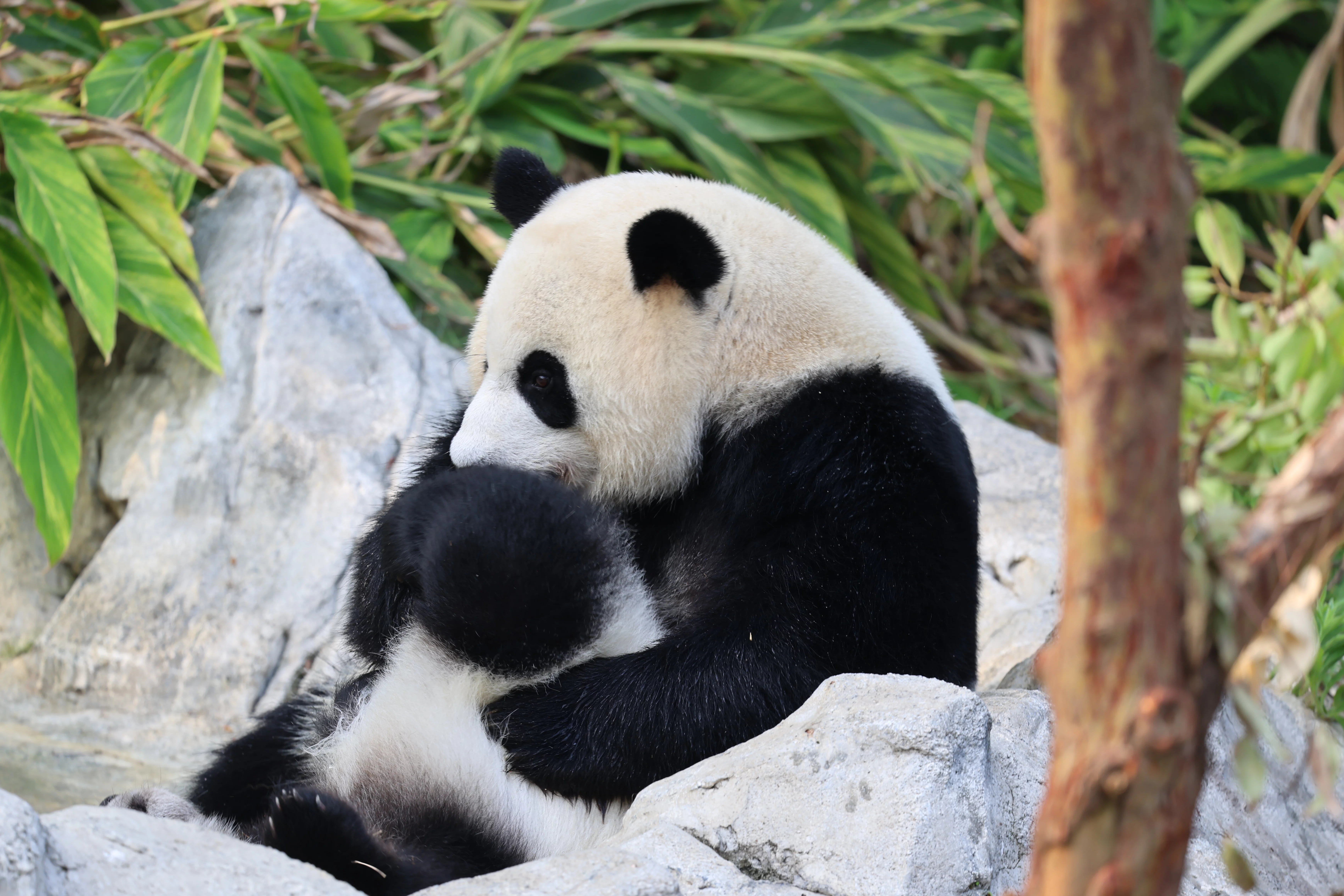 Chengdu Research Base of Giant Panda Breeding