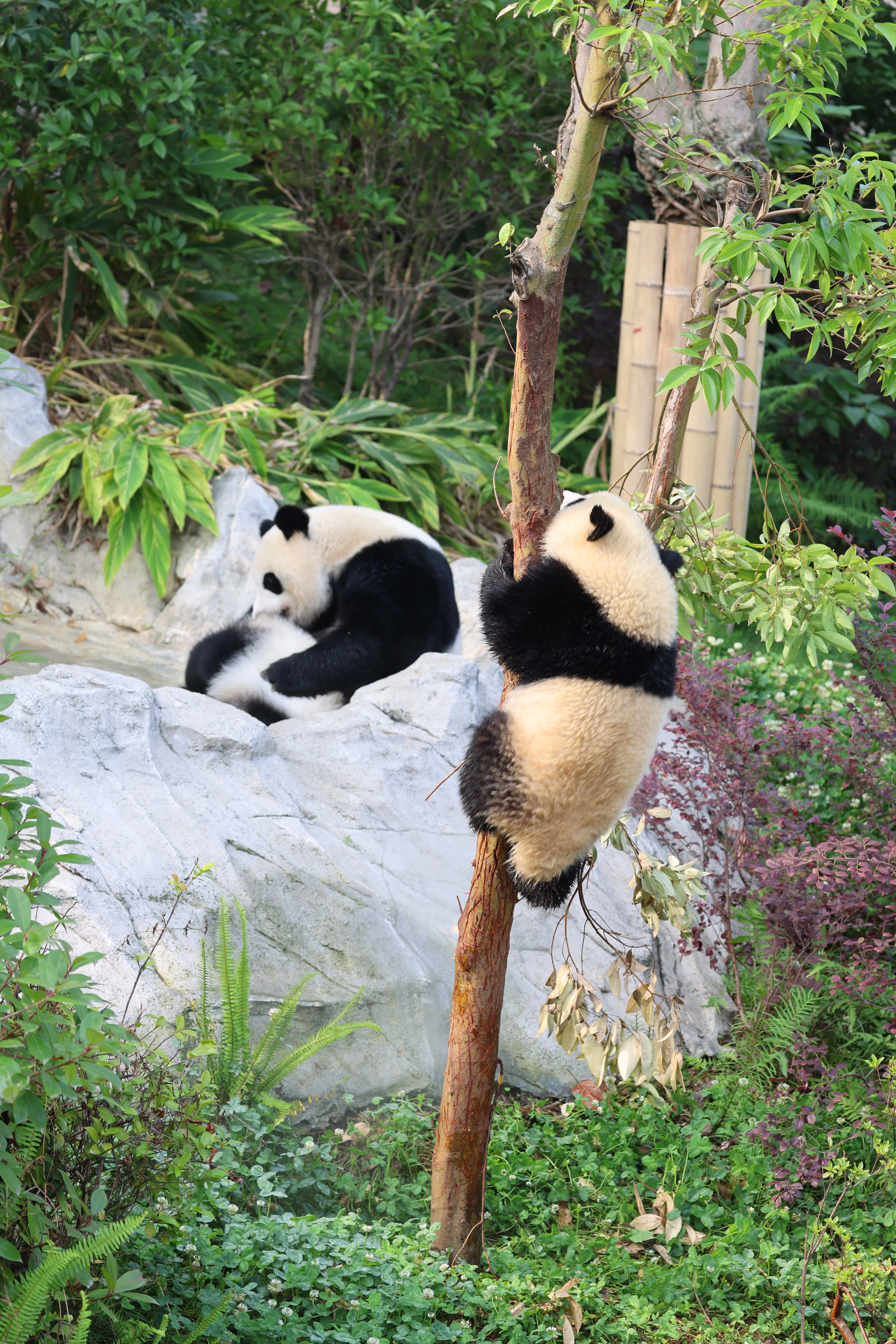 Chengdu Research Base of Giant Panda Breeding