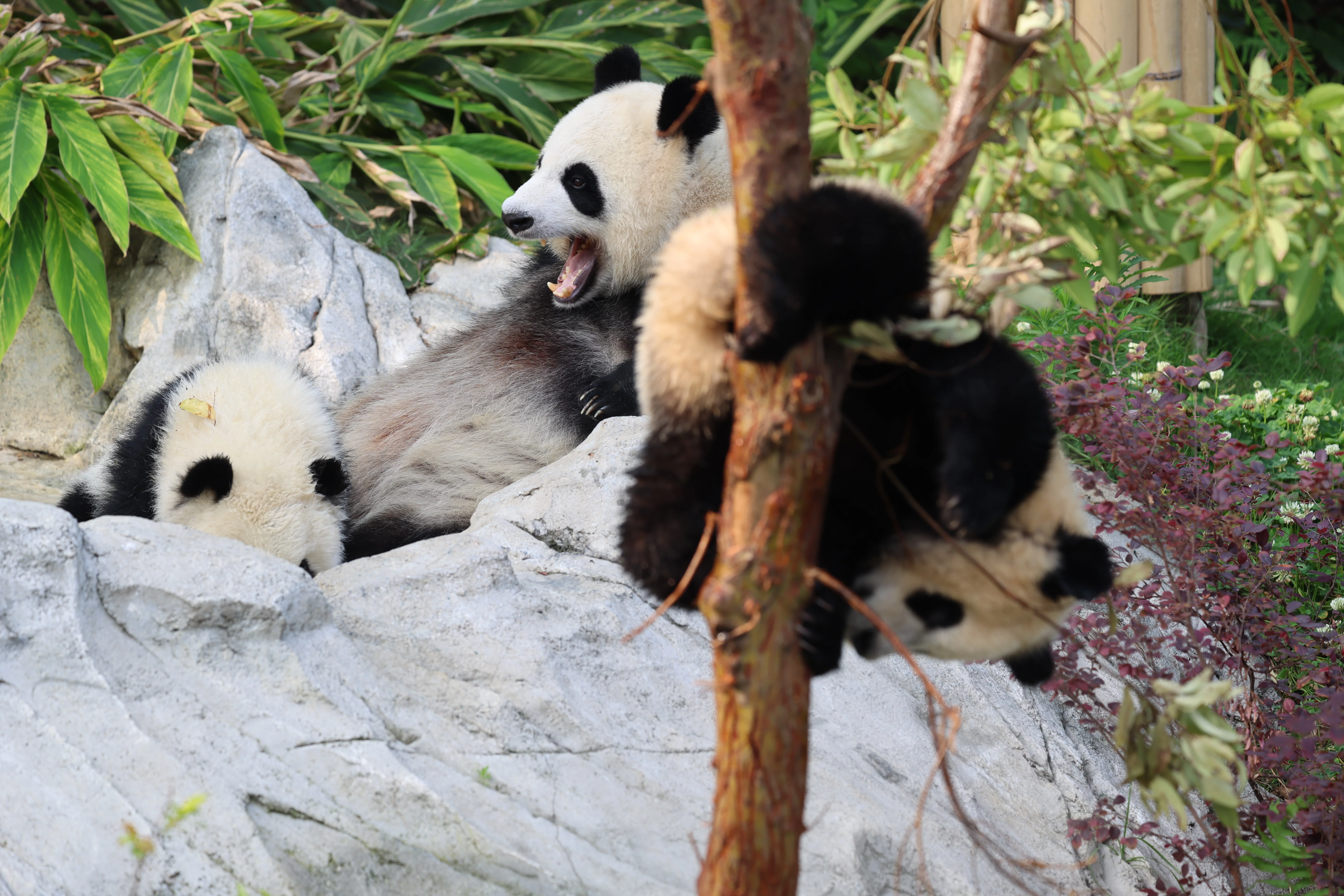 Chengdu Research Base of Giant Panda Breeding