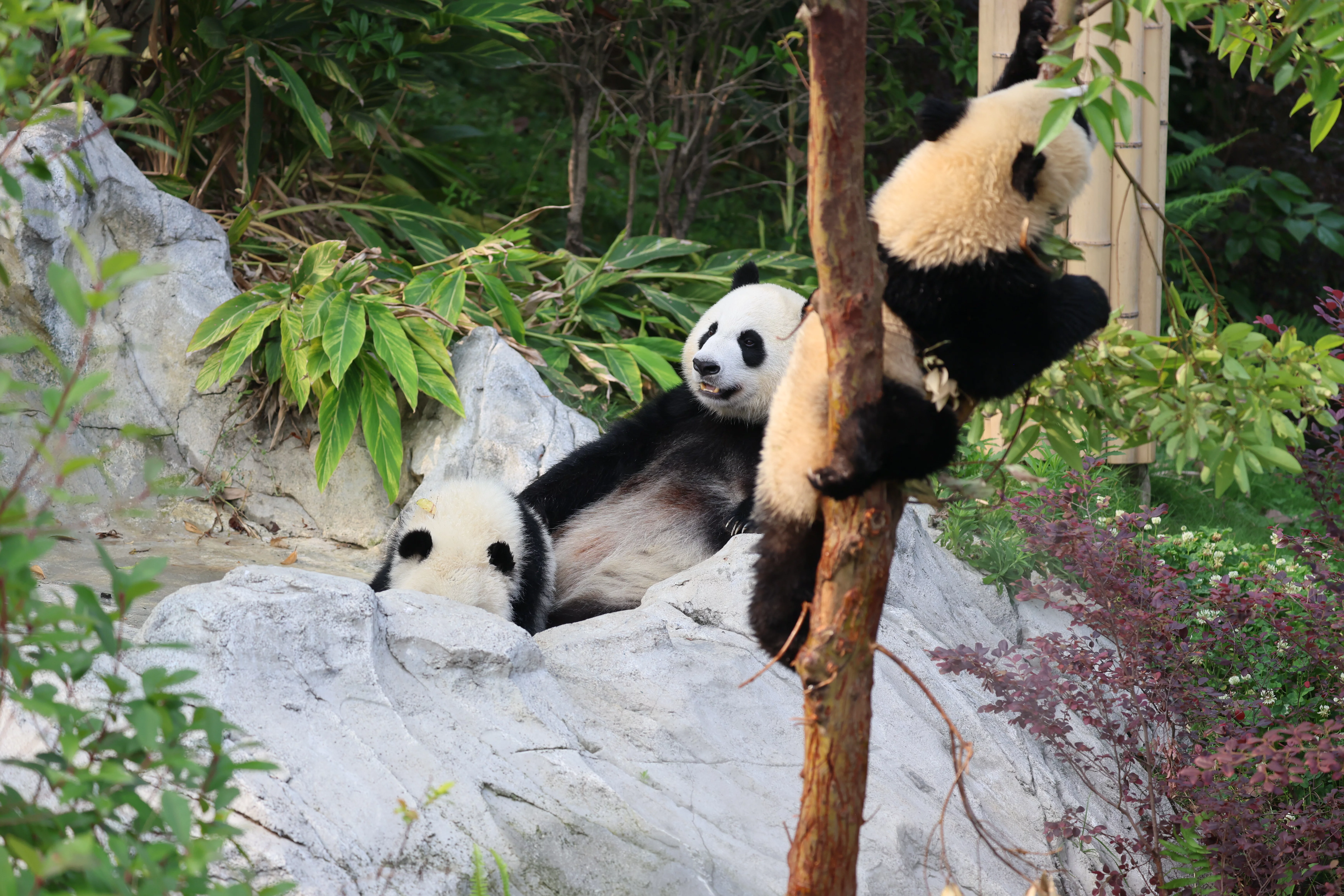 Chengdu Research Base of Giant Panda Breeding