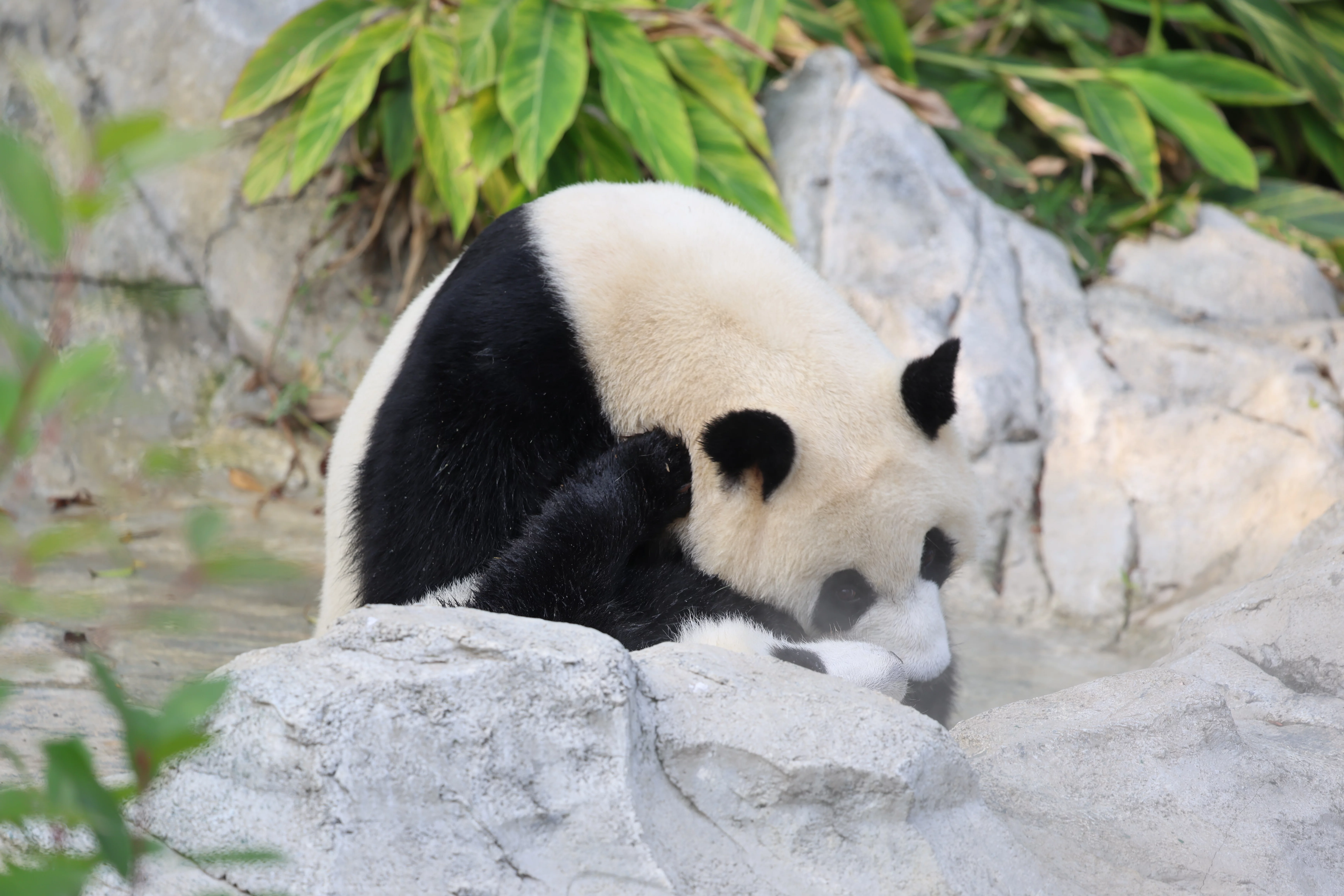 Chengdu Research Base of Giant Panda Breeding