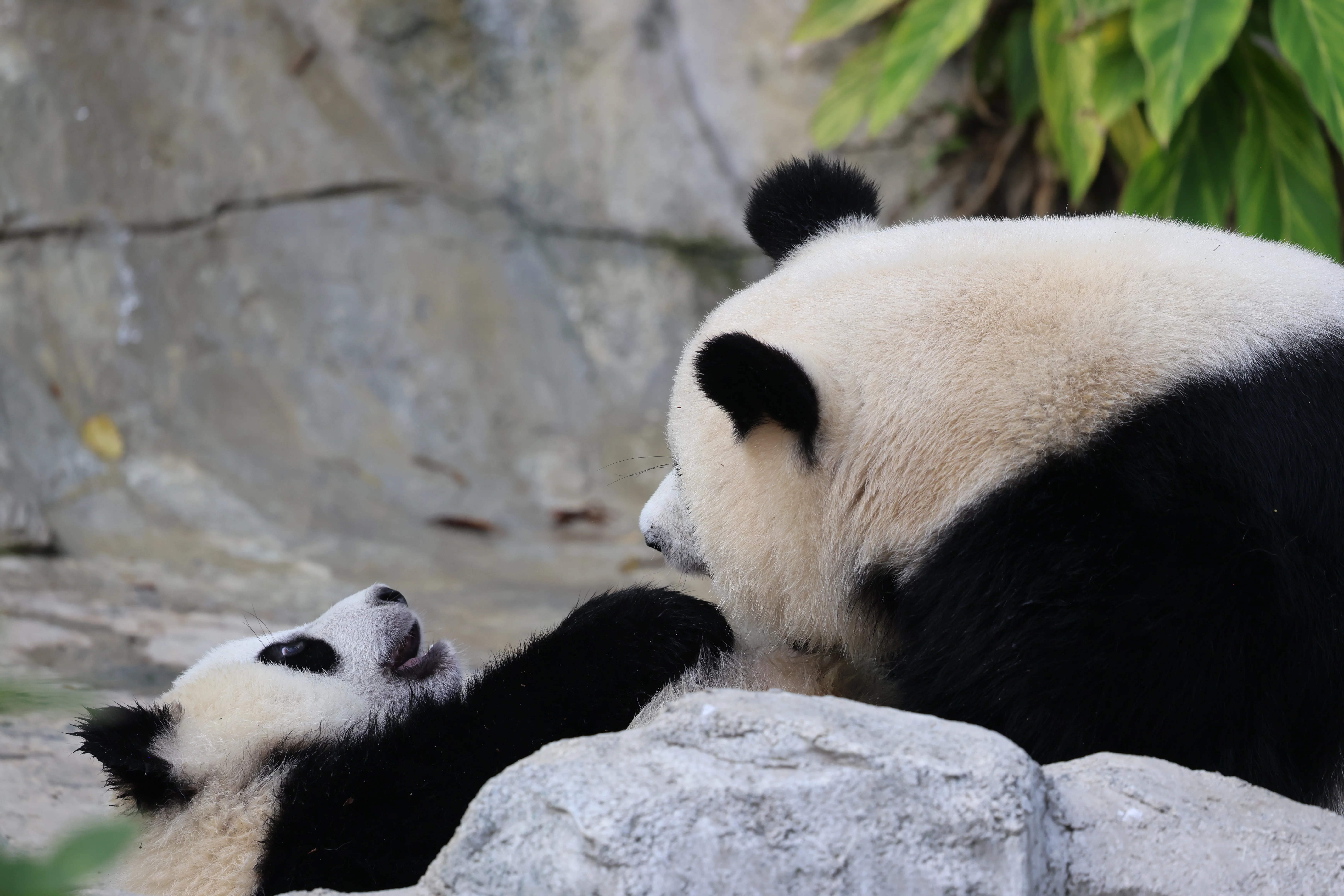 Chengdu Research Base of Giant Panda Breeding