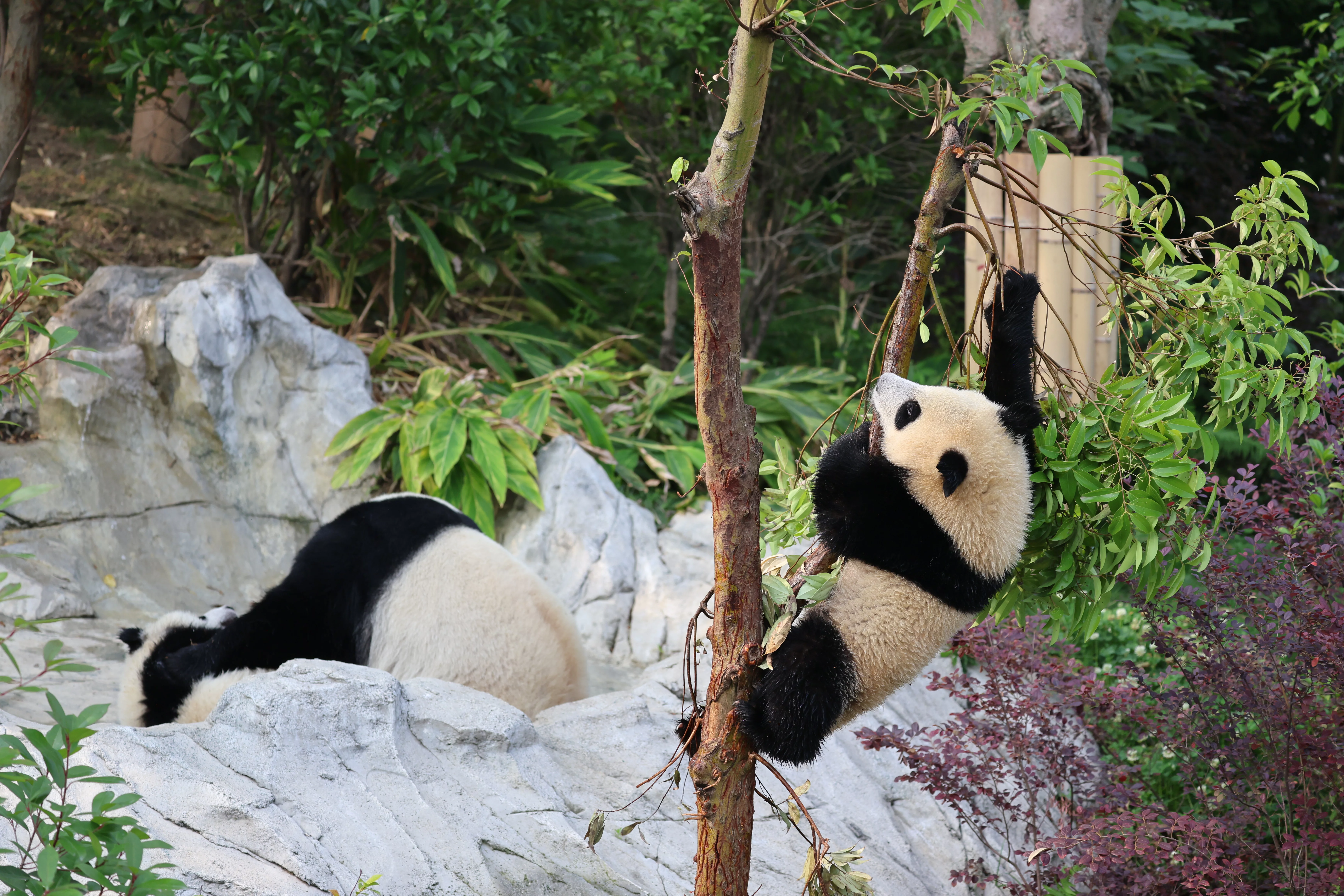 Chengdu Research Base of Giant Panda Breeding