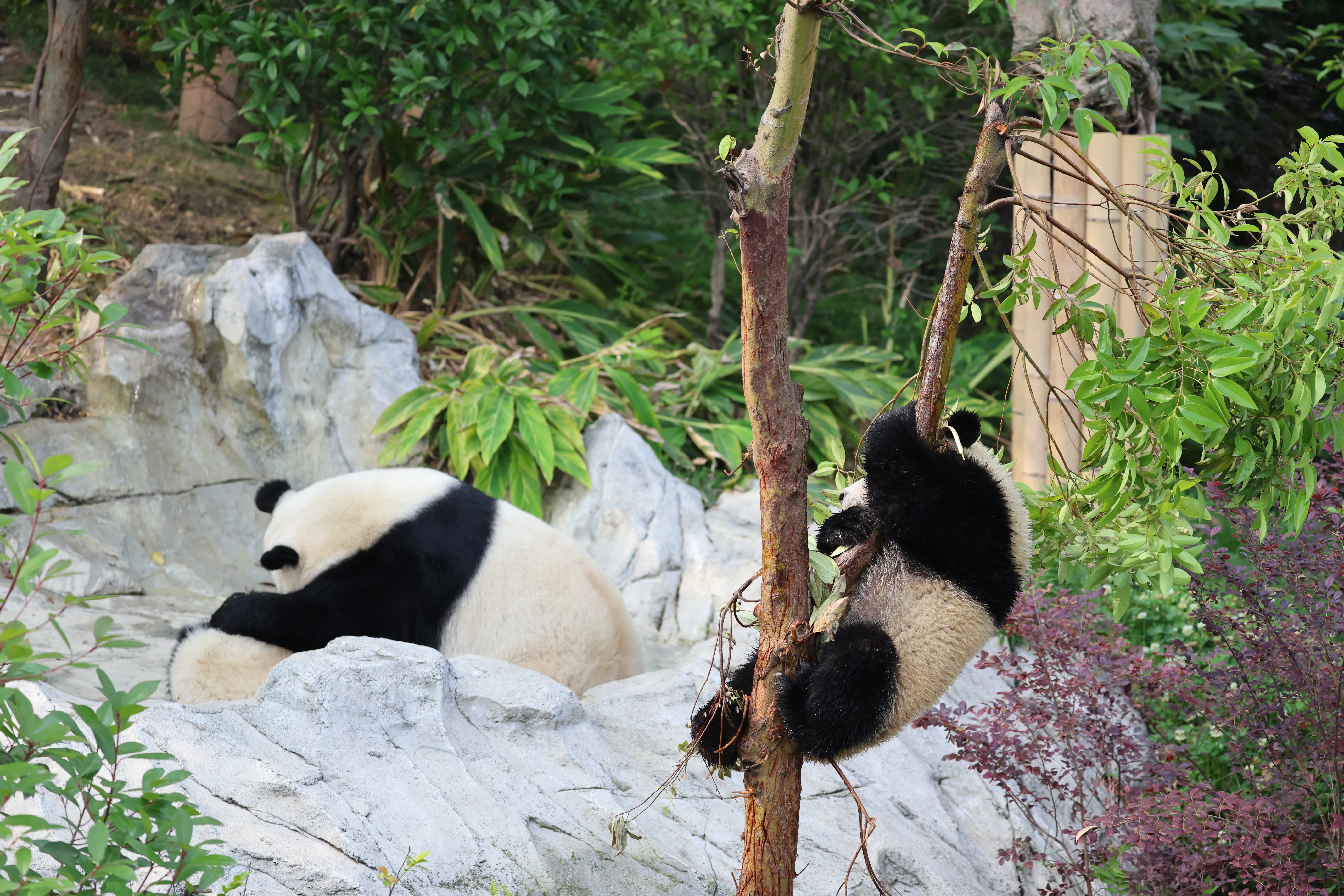 Chengdu Research Base of Giant Panda Breeding