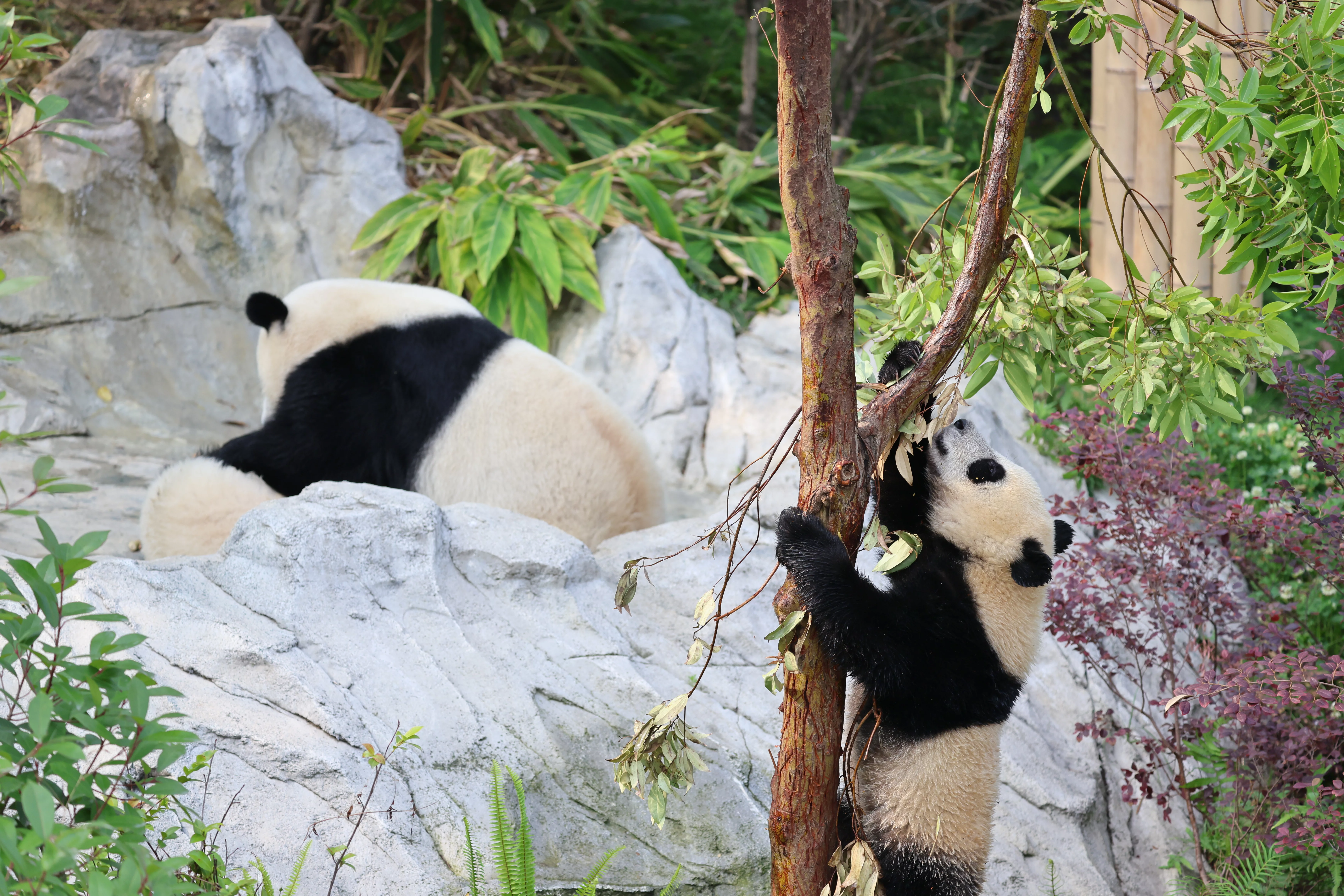 Chengdu Research Base of Giant Panda Breeding