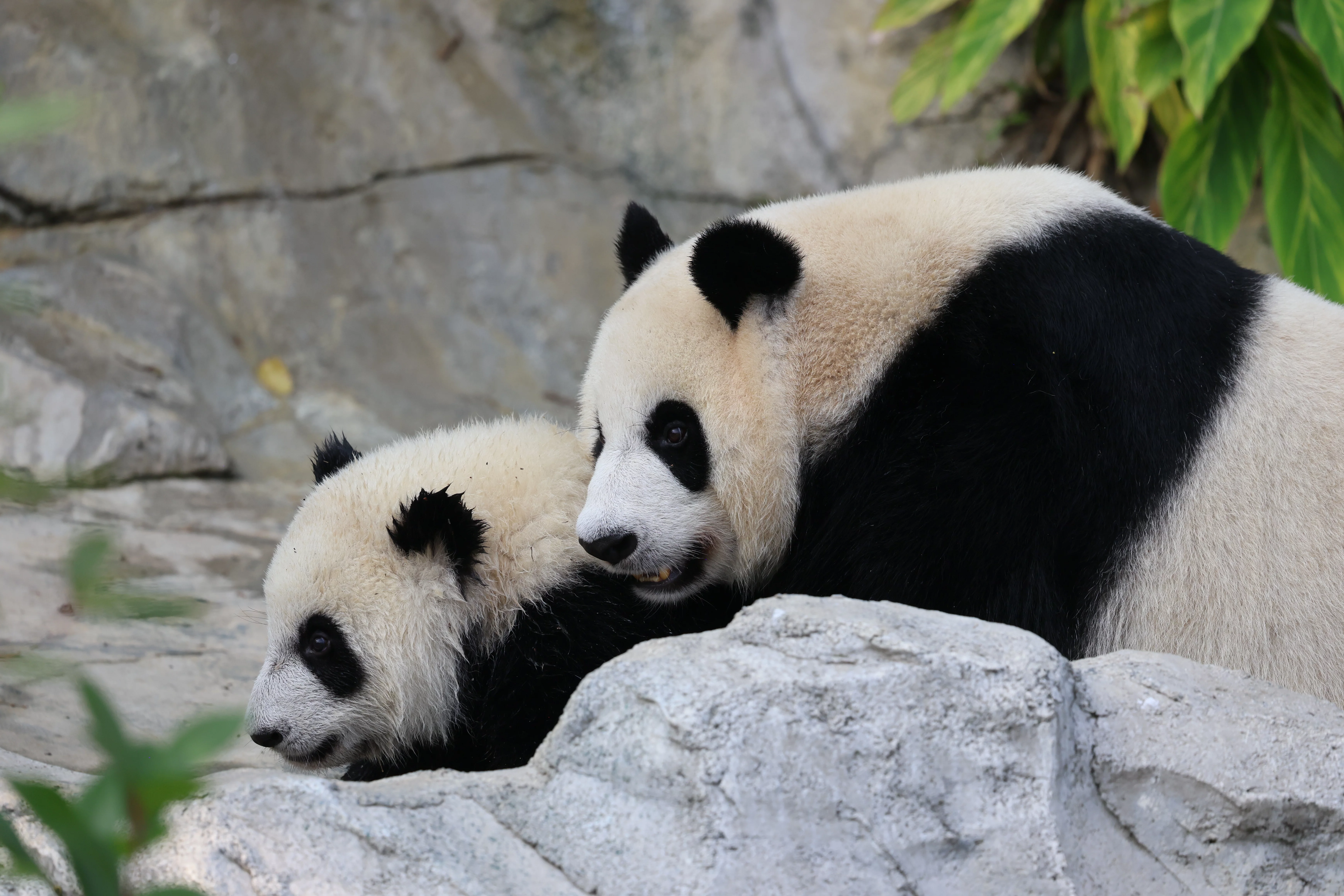 Chengdu Research Base of Giant Panda Breeding