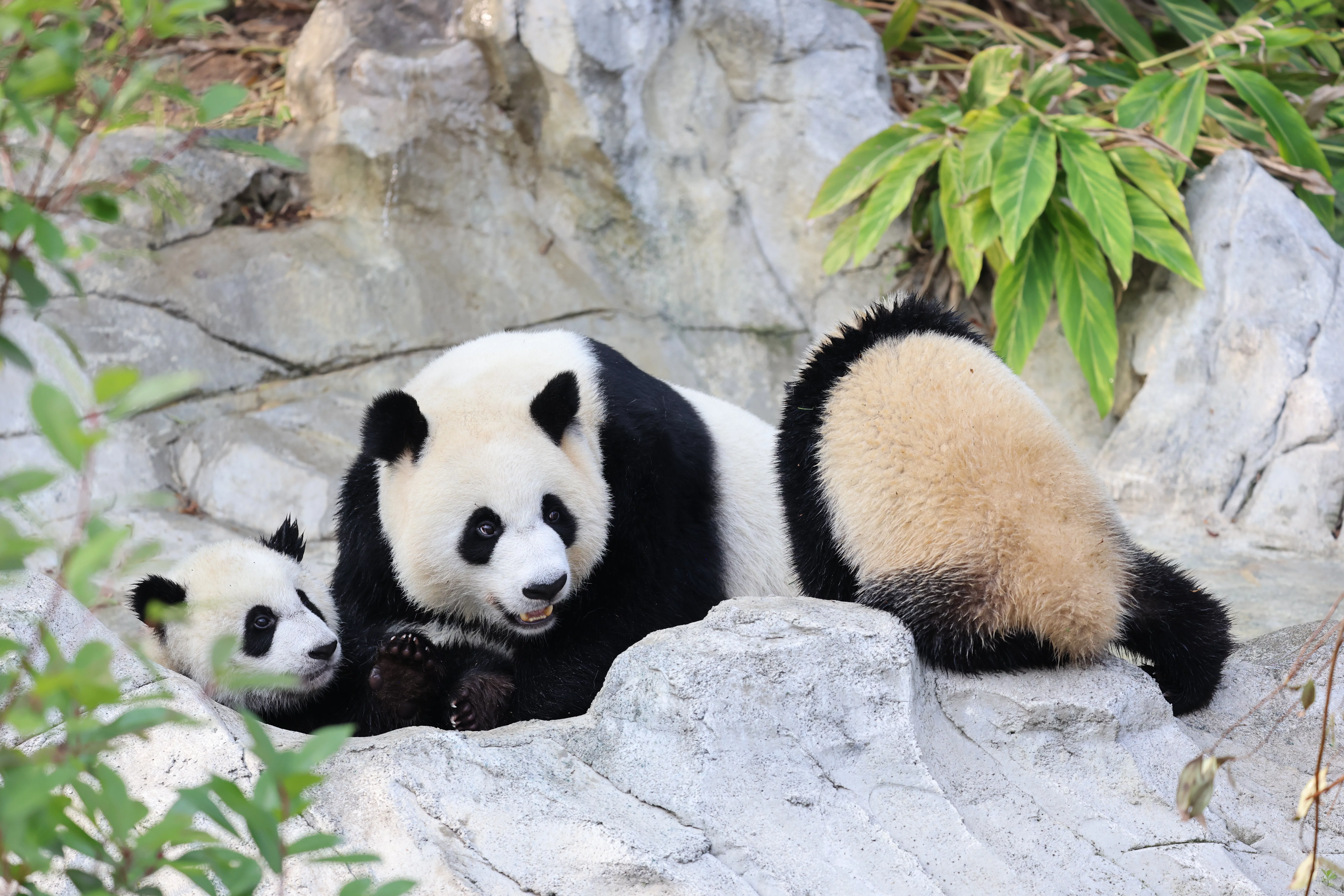 Chengdu Research Base of Giant Panda Breeding