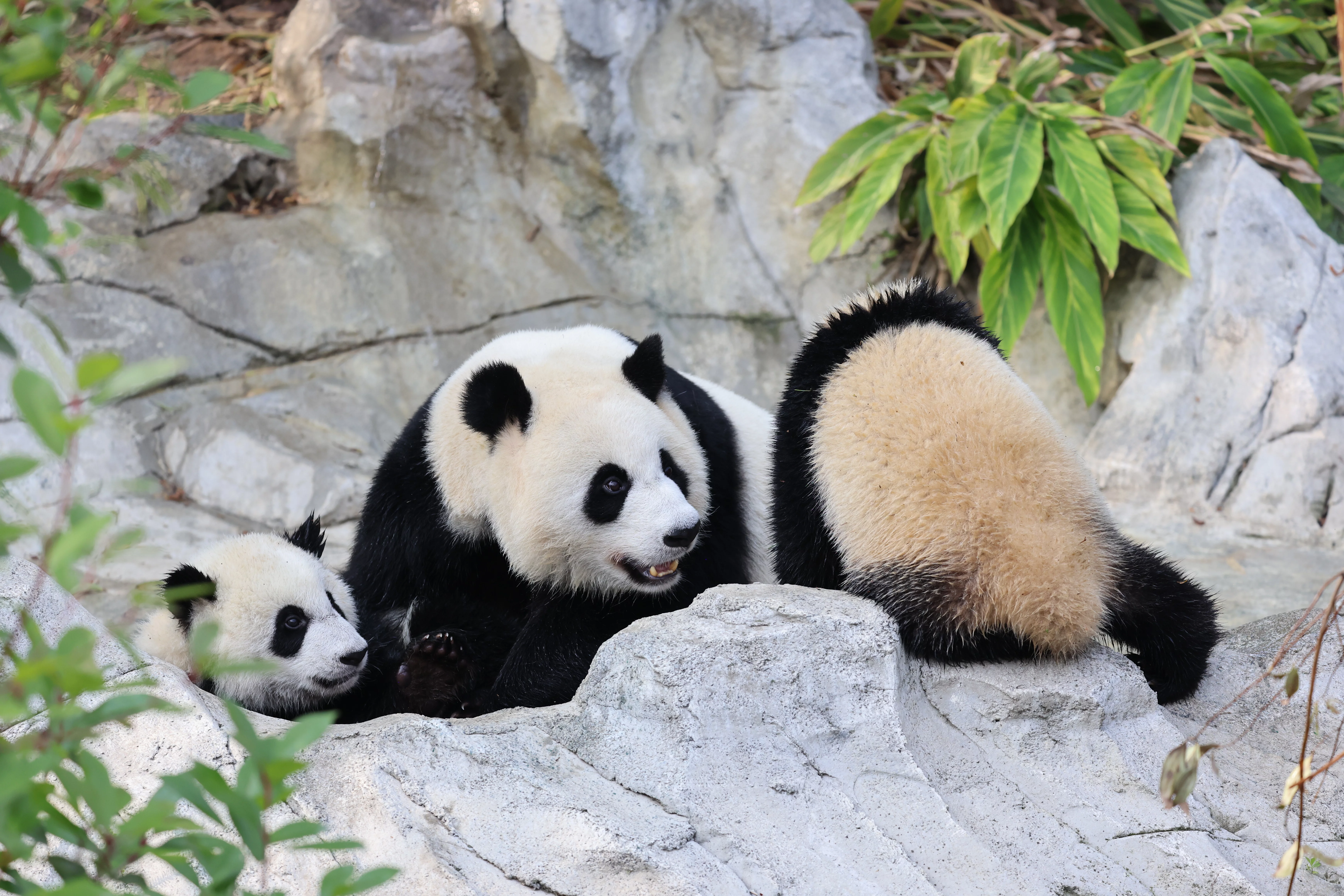 Chengdu Research Base of Giant Panda Breeding