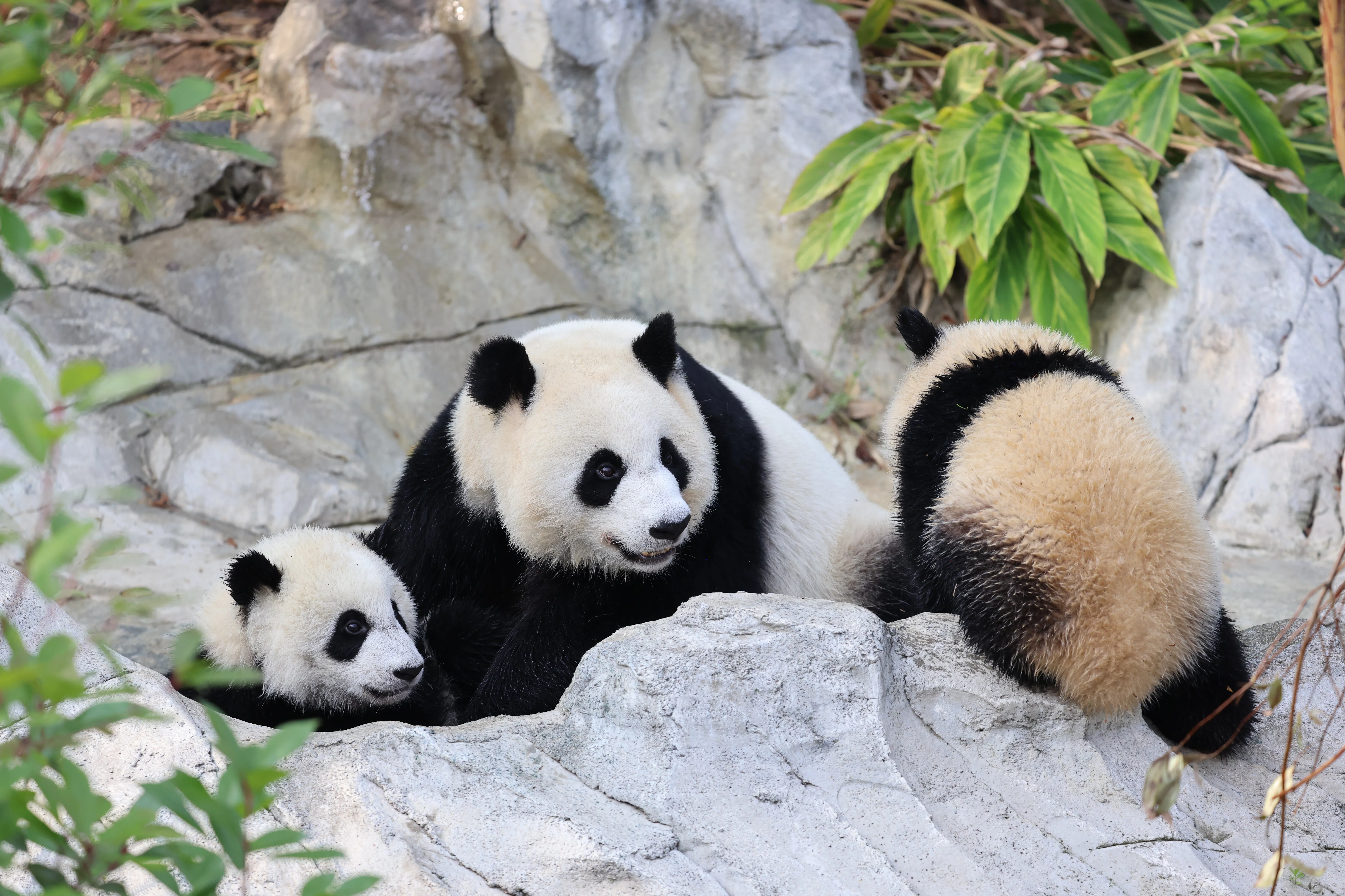 Chengdu Research Base of Giant Panda Breeding