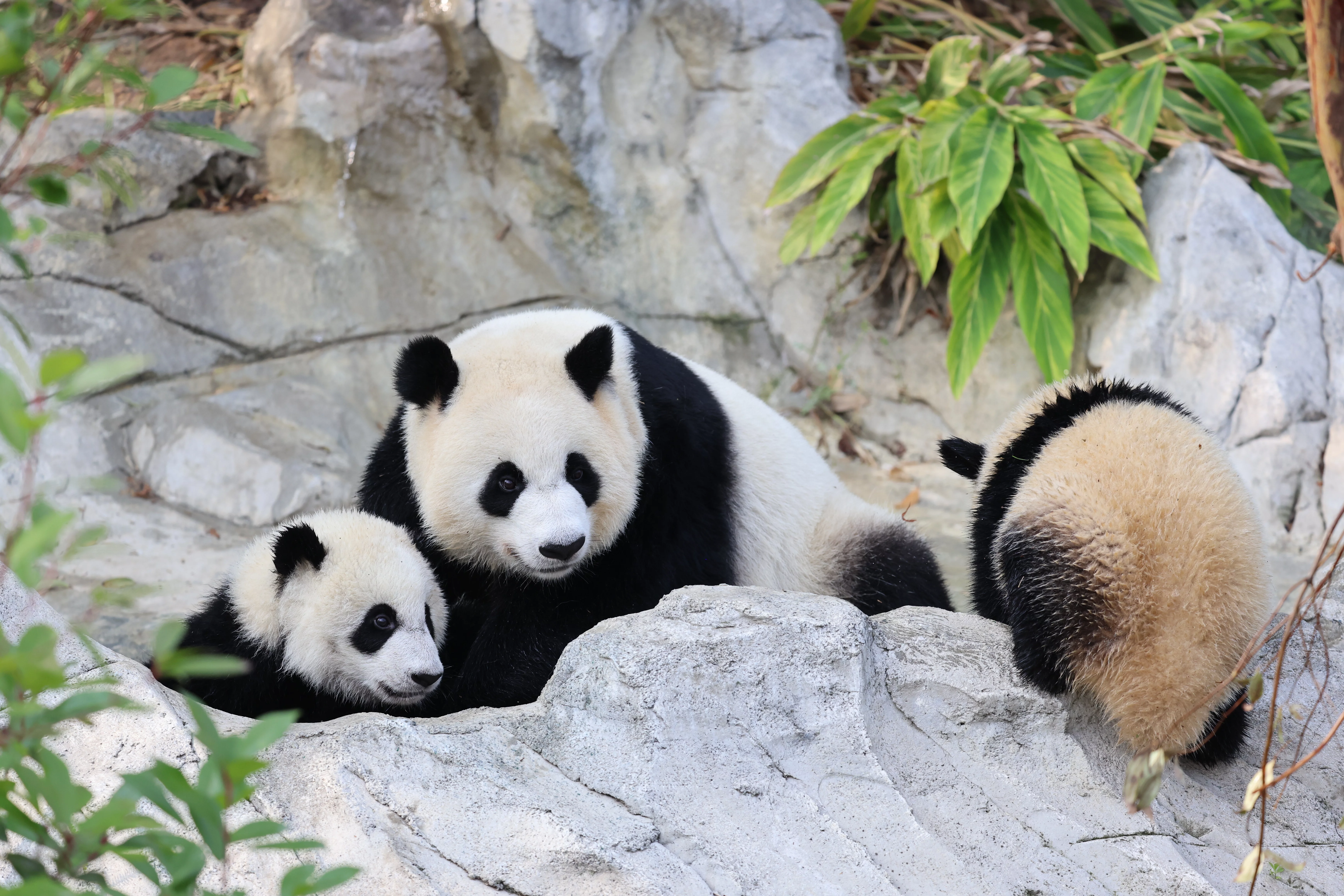 Chengdu Research Base of Giant Panda Breeding