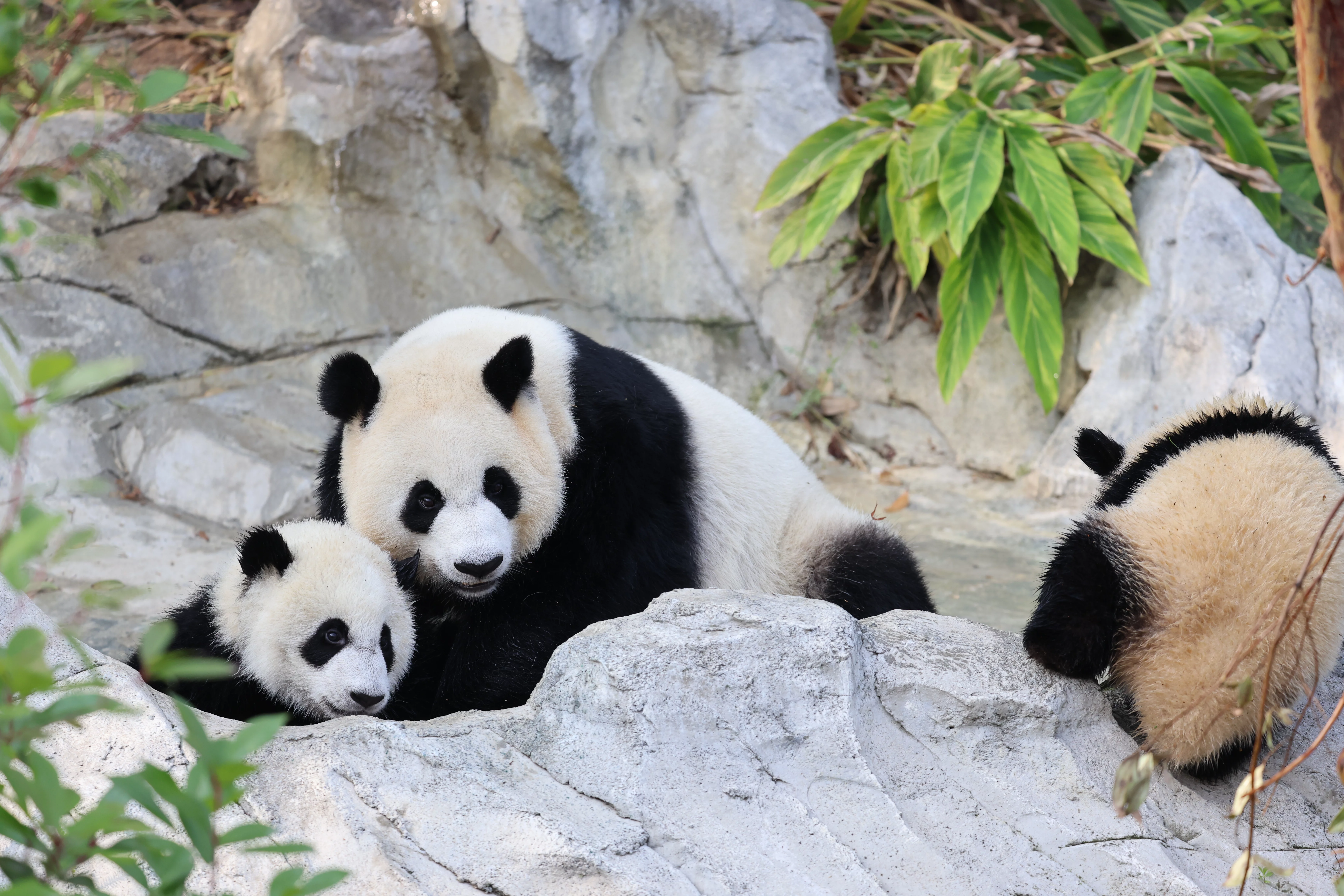 Chengdu Research Base of Giant Panda Breeding