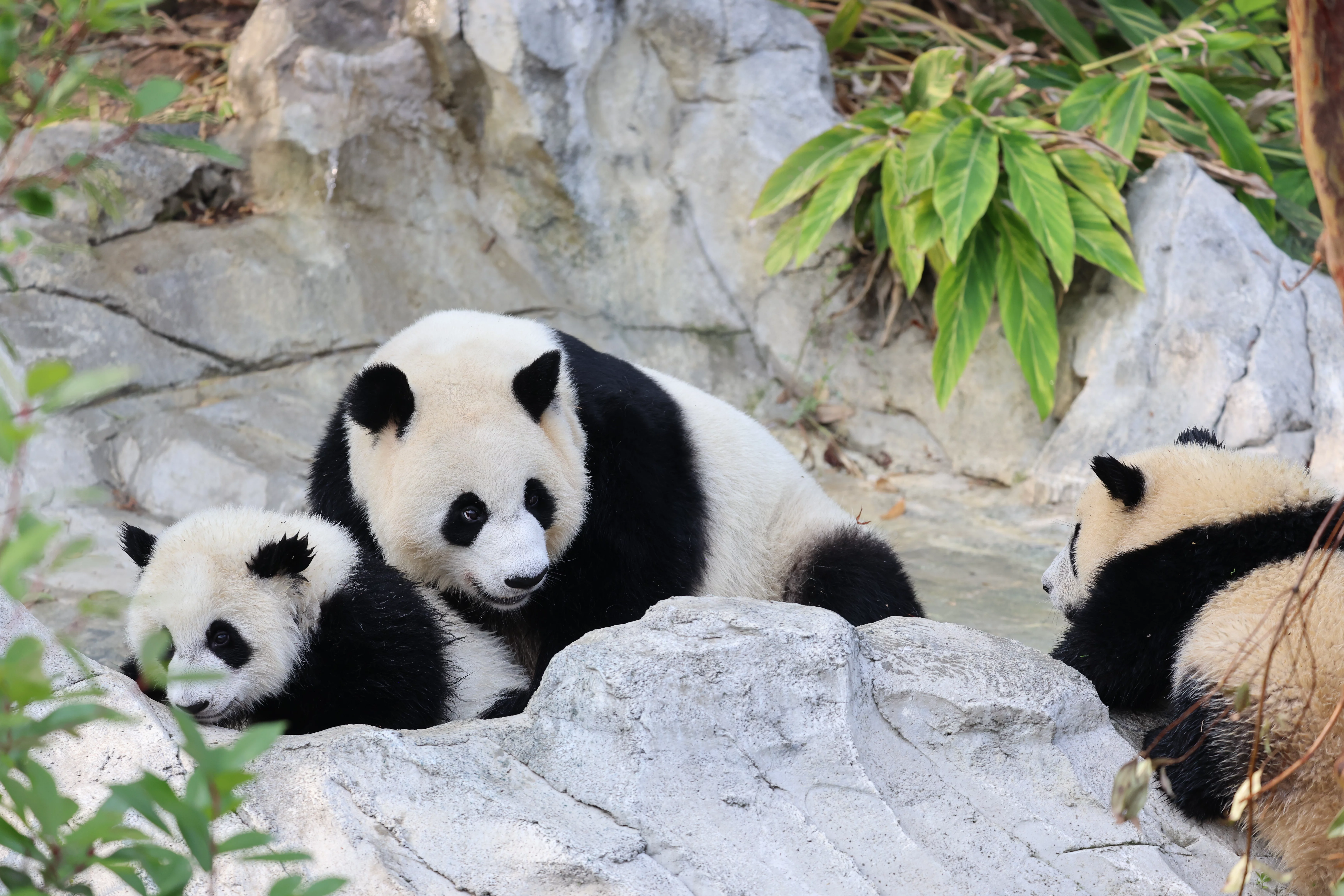 Chengdu Research Base of Giant Panda Breeding