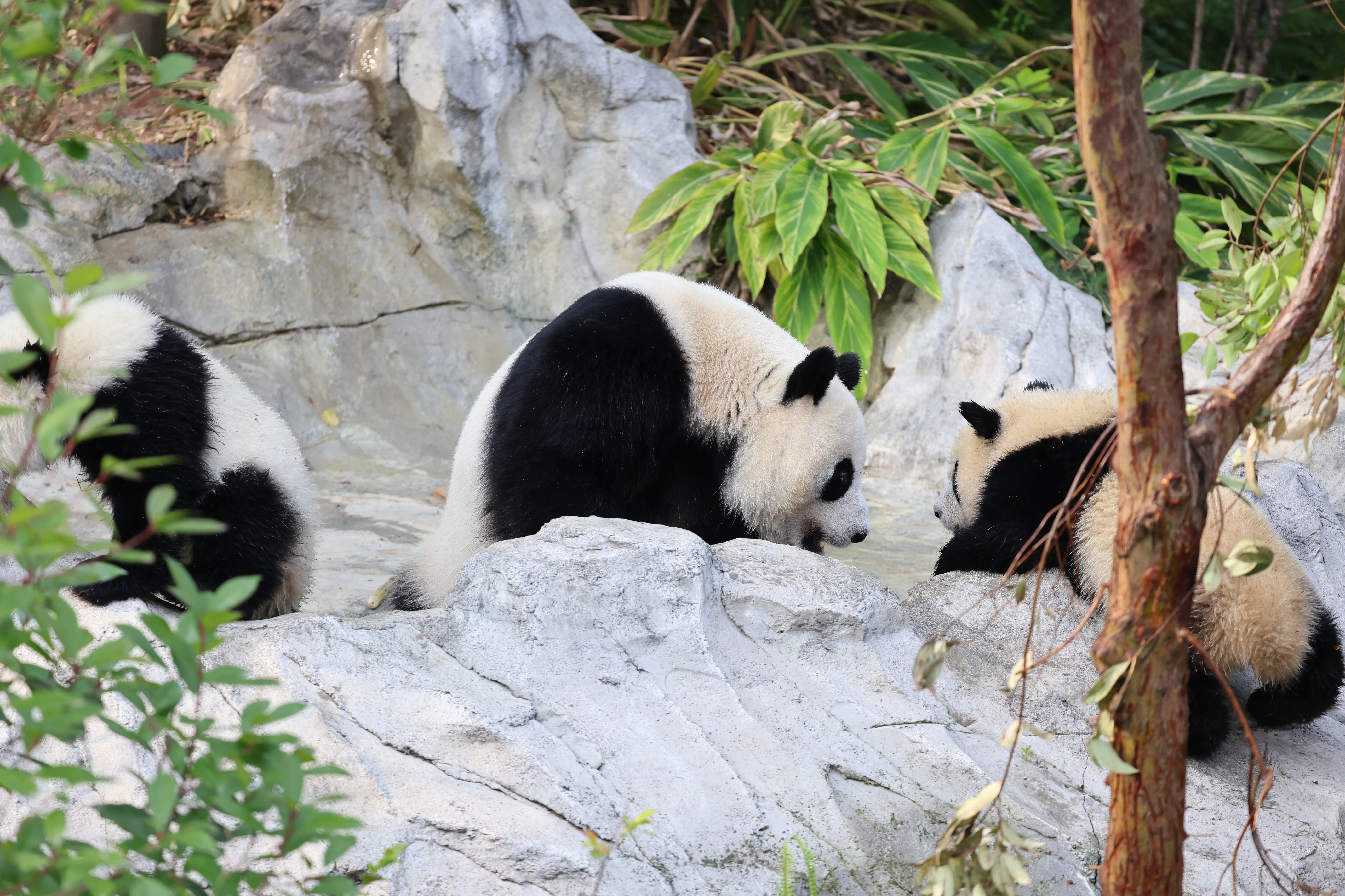 Chengdu Research Base of Giant Panda Breeding