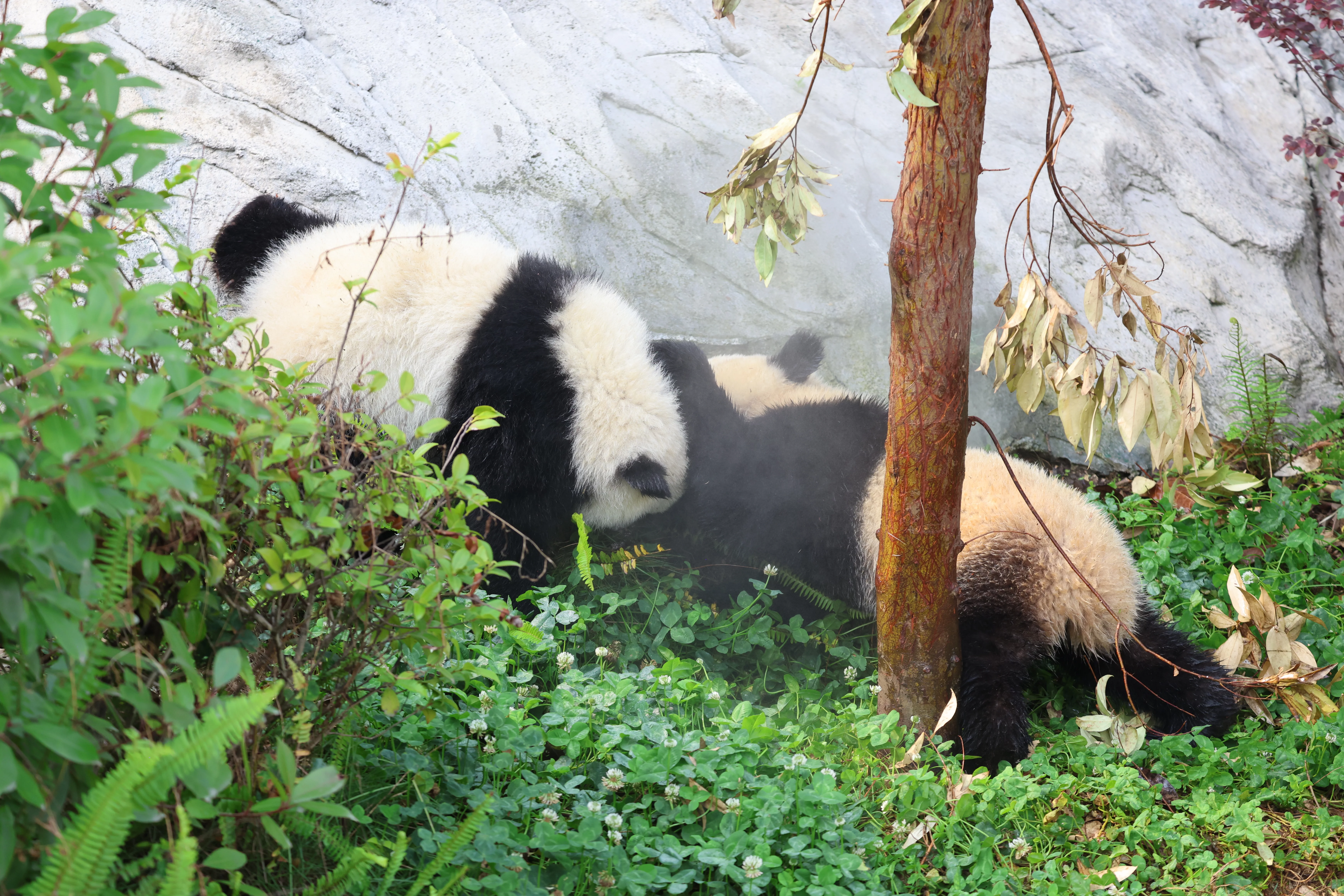 Chengdu Research Base of Giant Panda Breeding