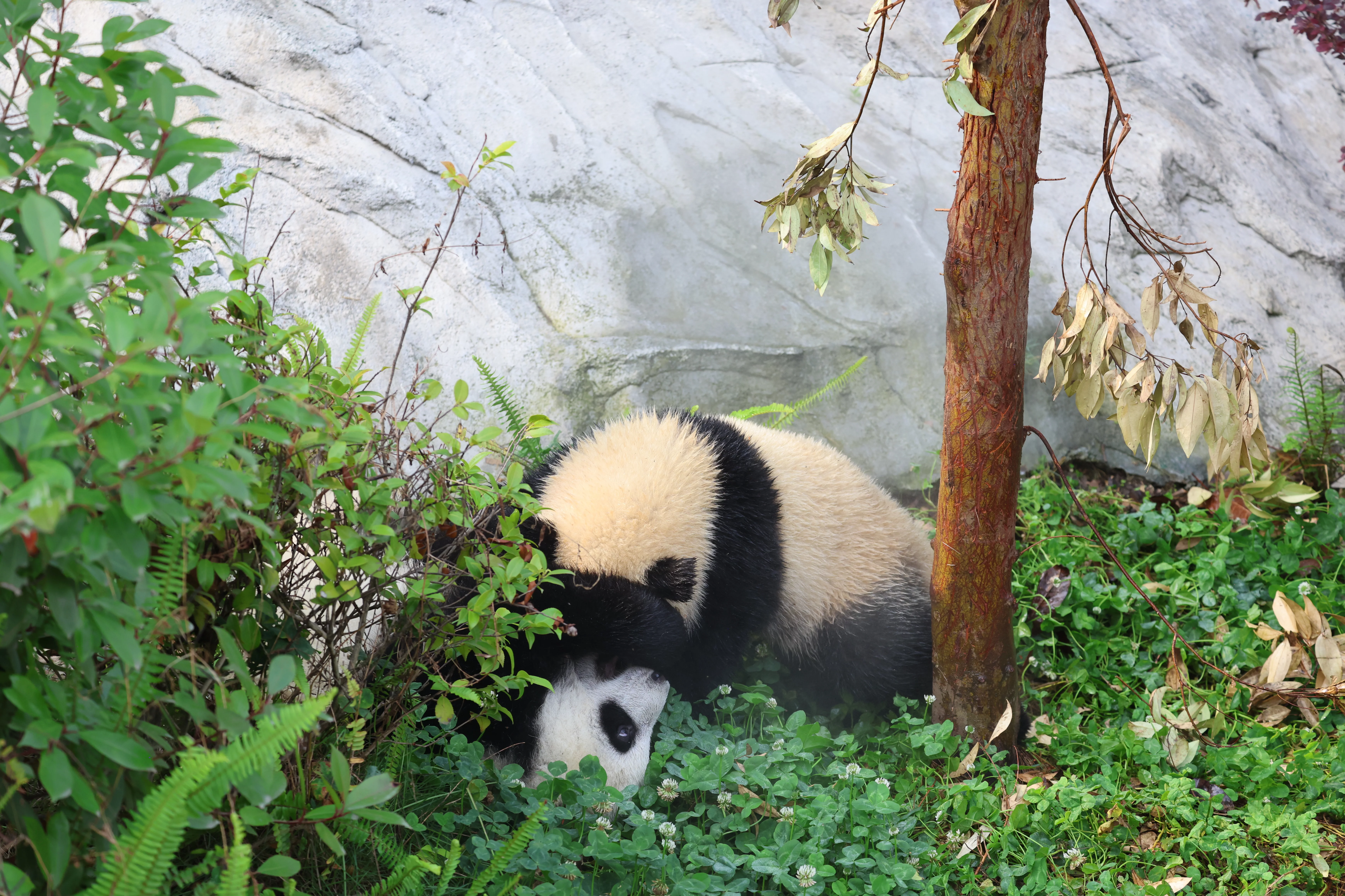 Chengdu Research Base of Giant Panda Breeding