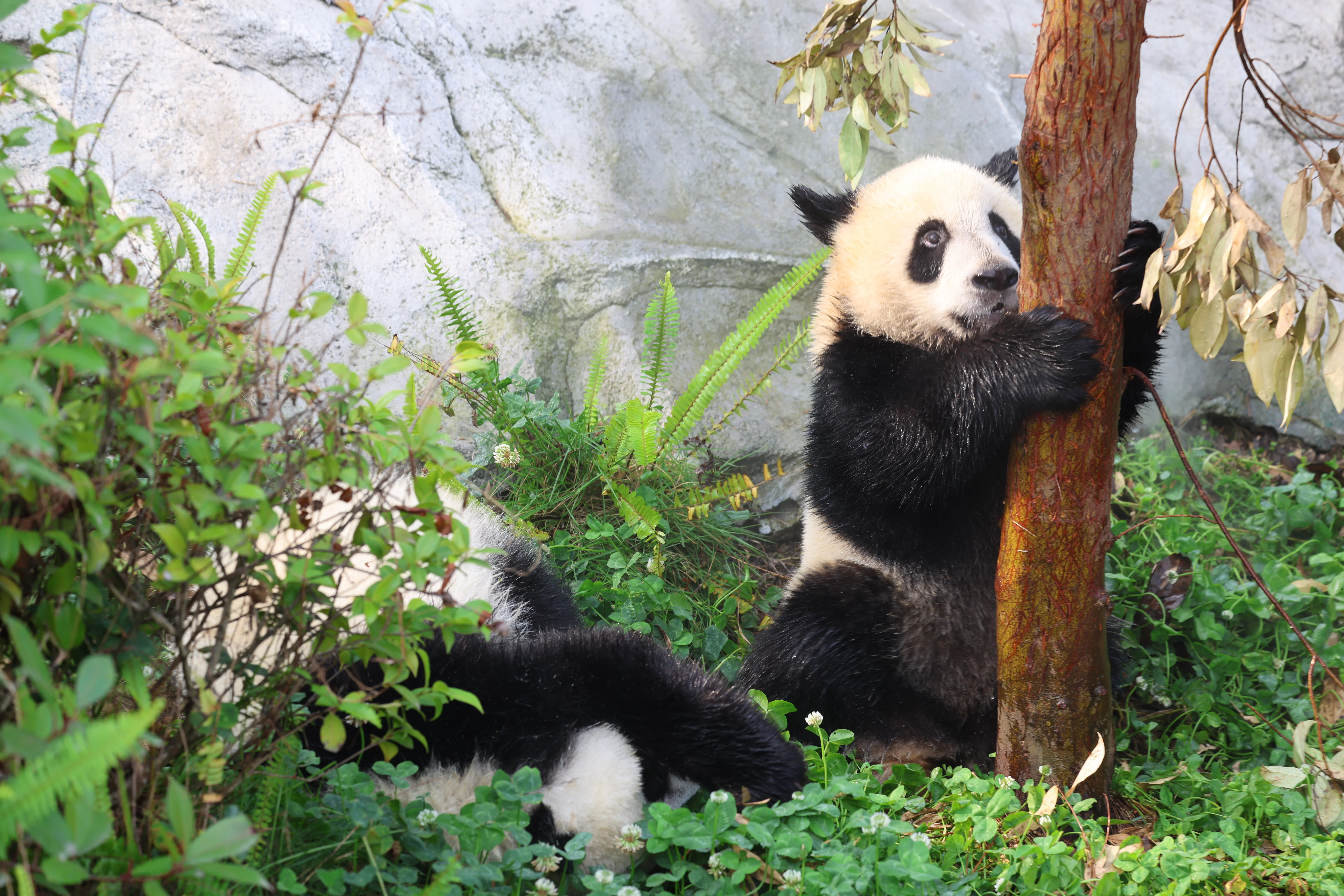 Chengdu Research Base of Giant Panda Breeding