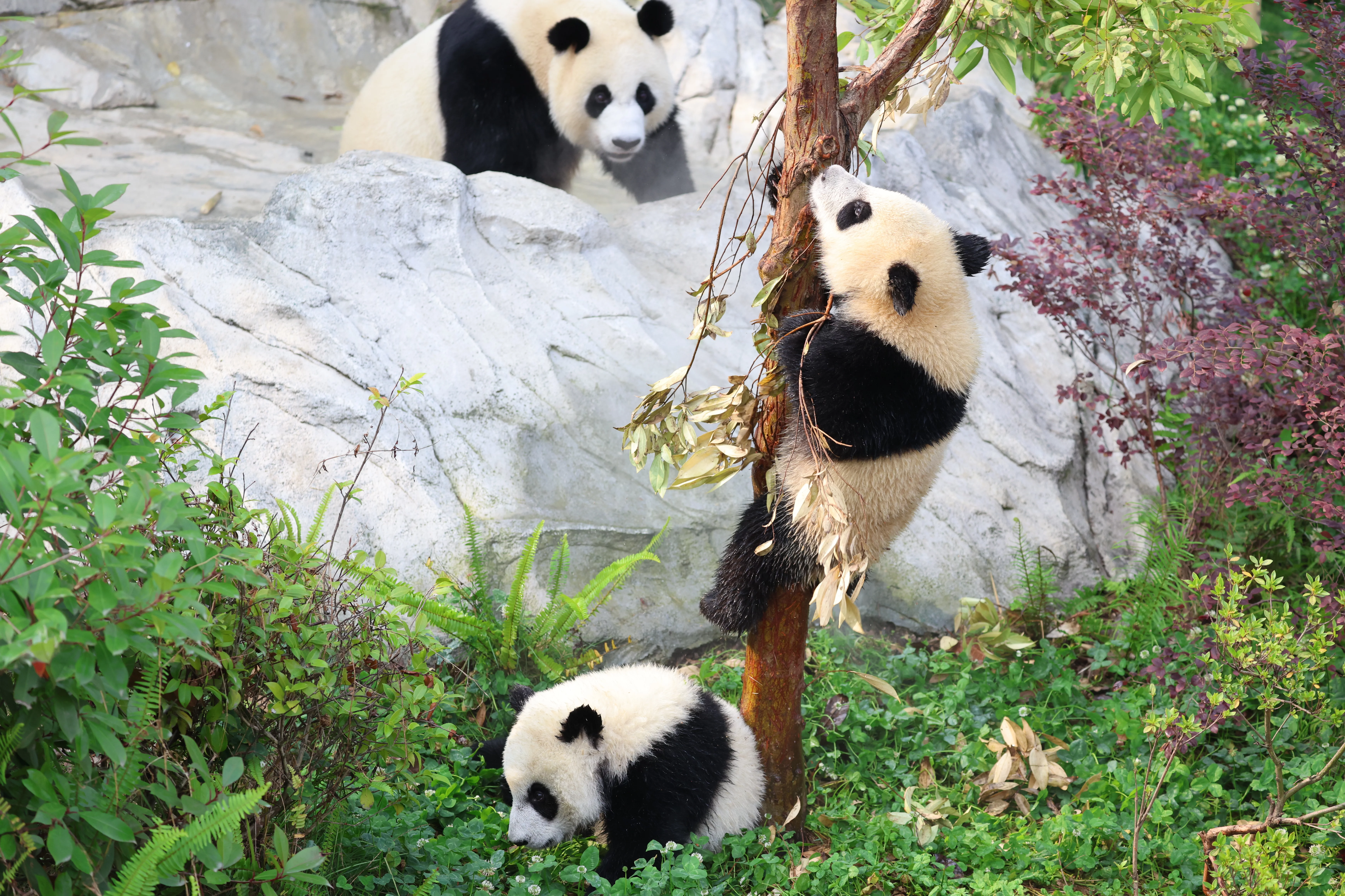 Chengdu Research Base of Giant Panda Breeding