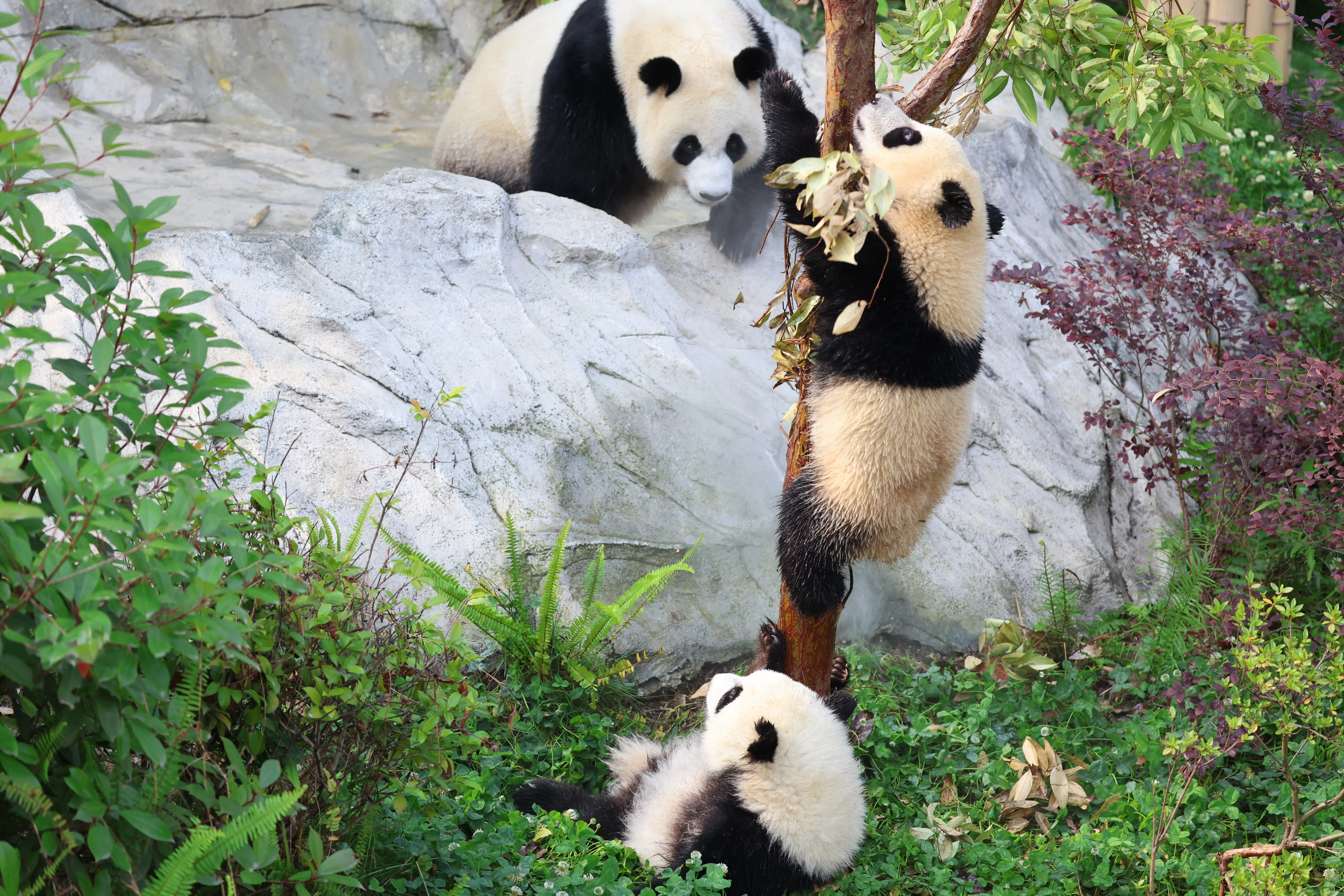 Chengdu Research Base of Giant Panda Breeding