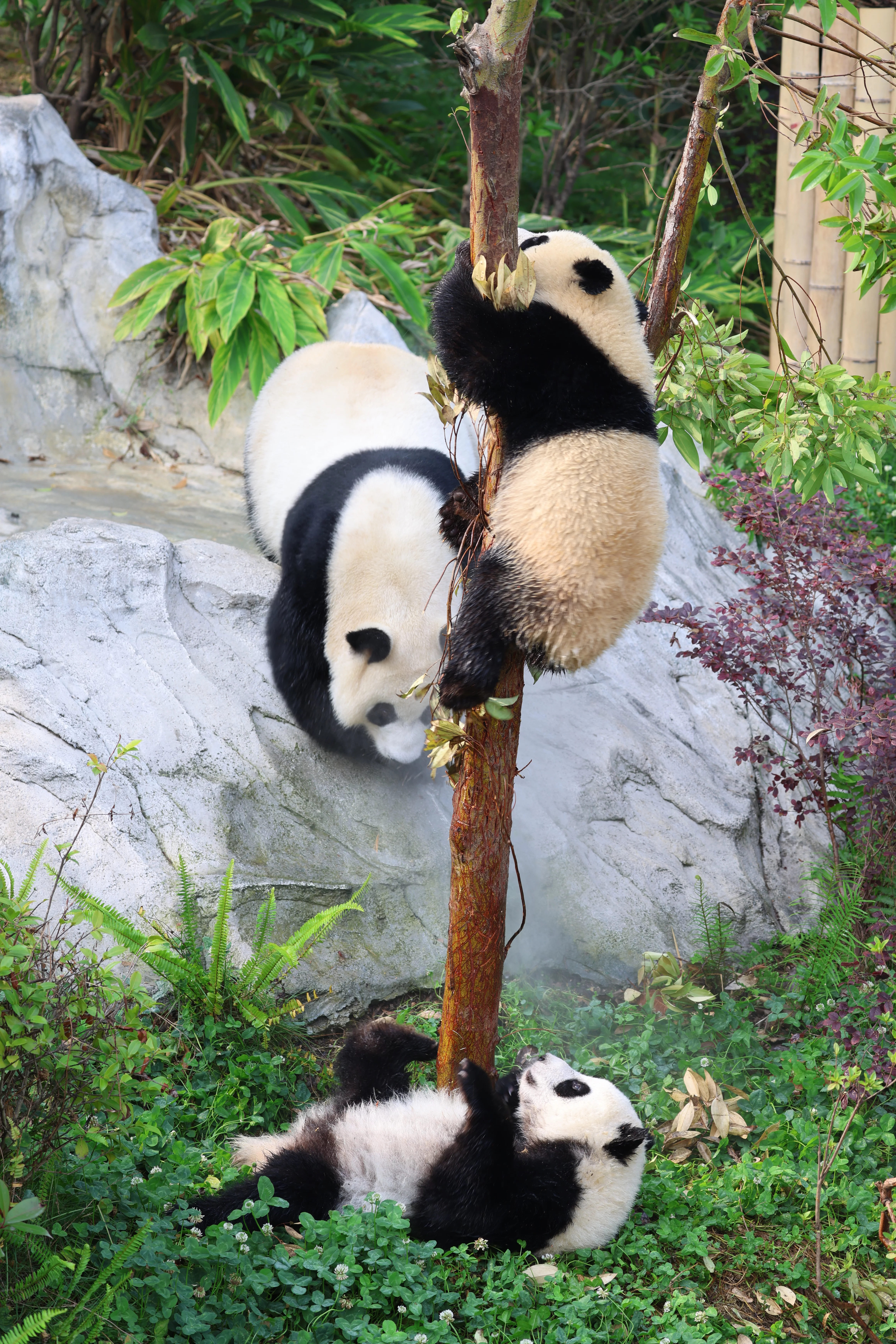 Chengdu Research Base of Giant Panda Breeding