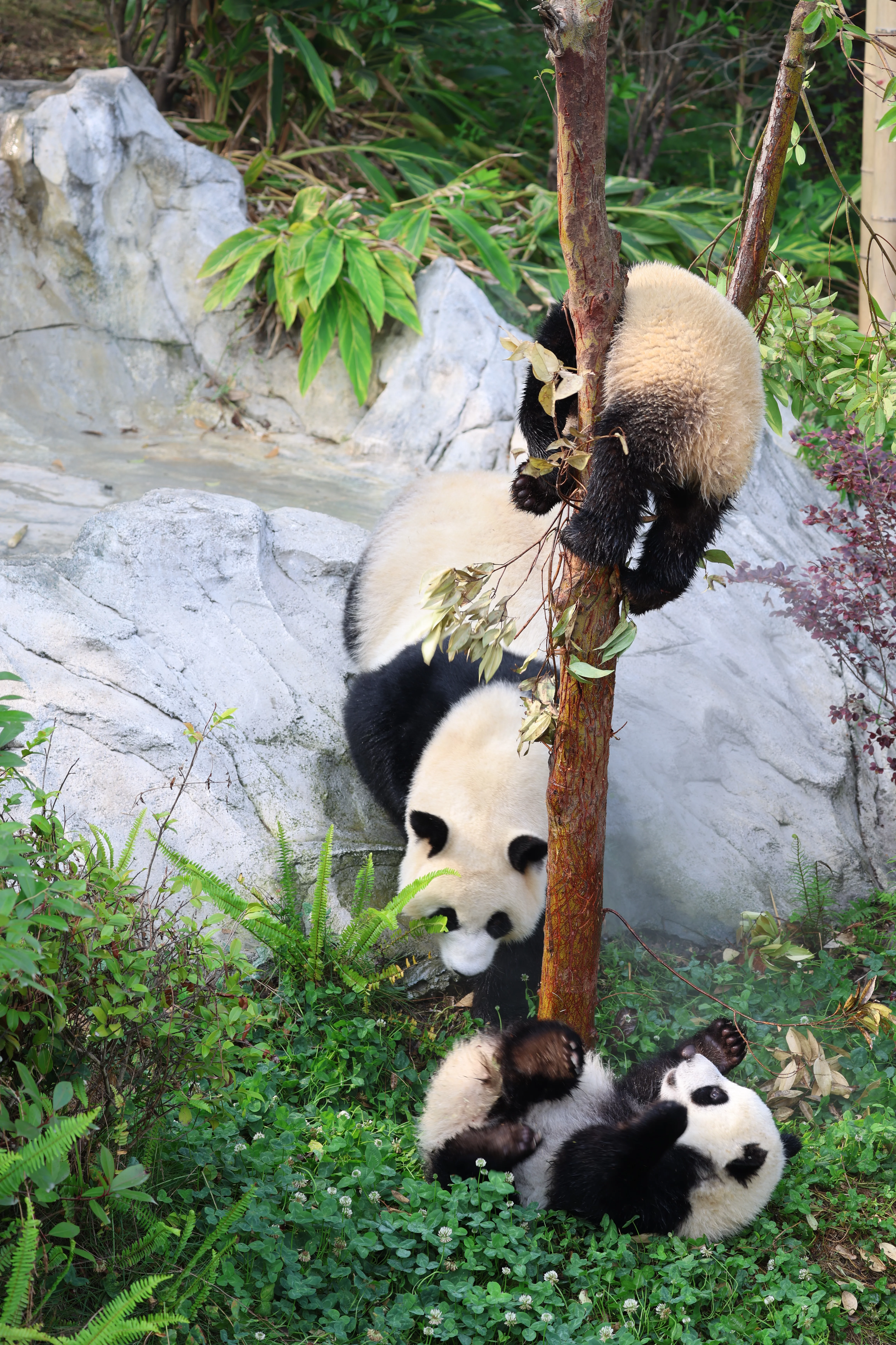 Chengdu Research Base of Giant Panda Breeding