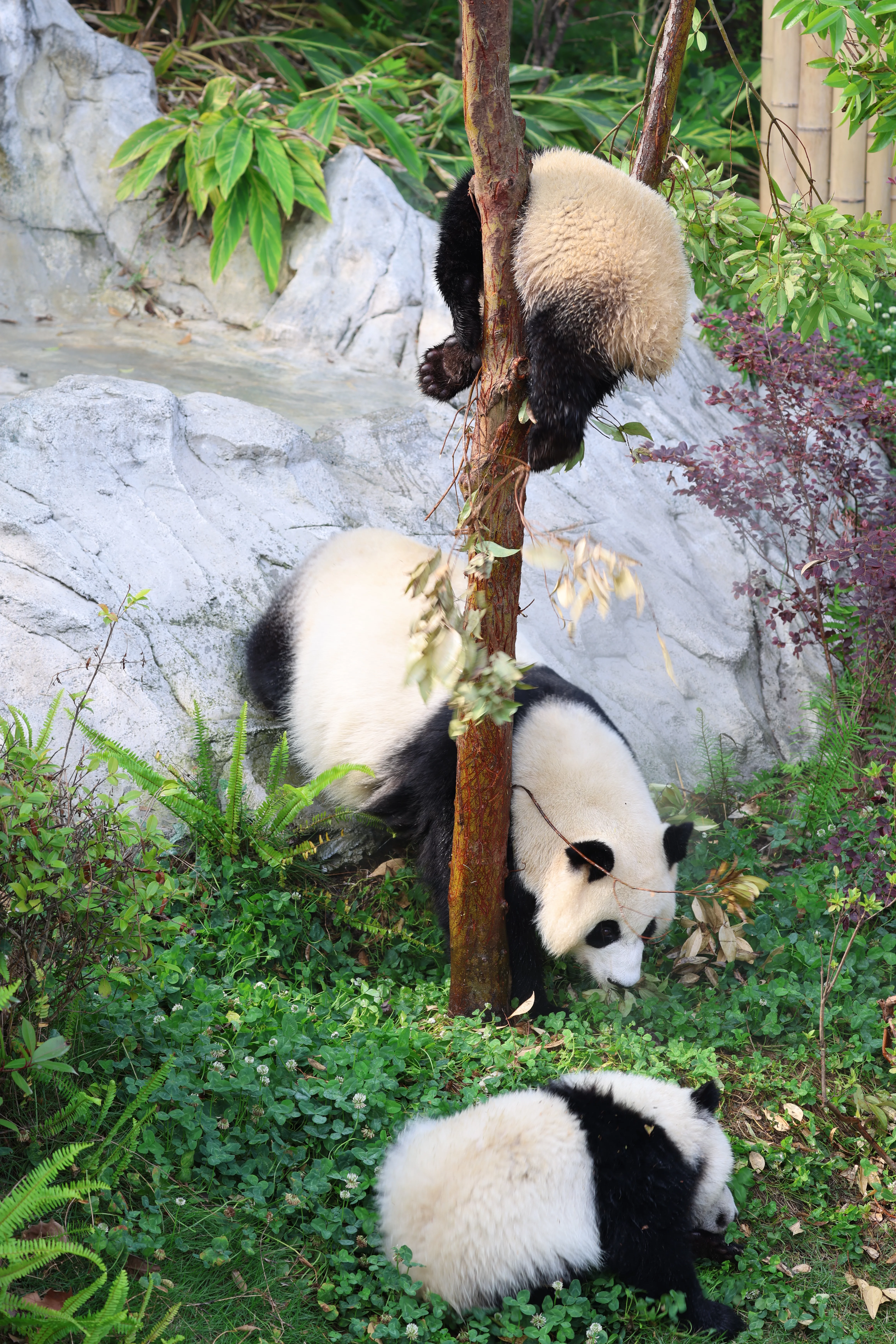 Chengdu Research Base of Giant Panda Breeding