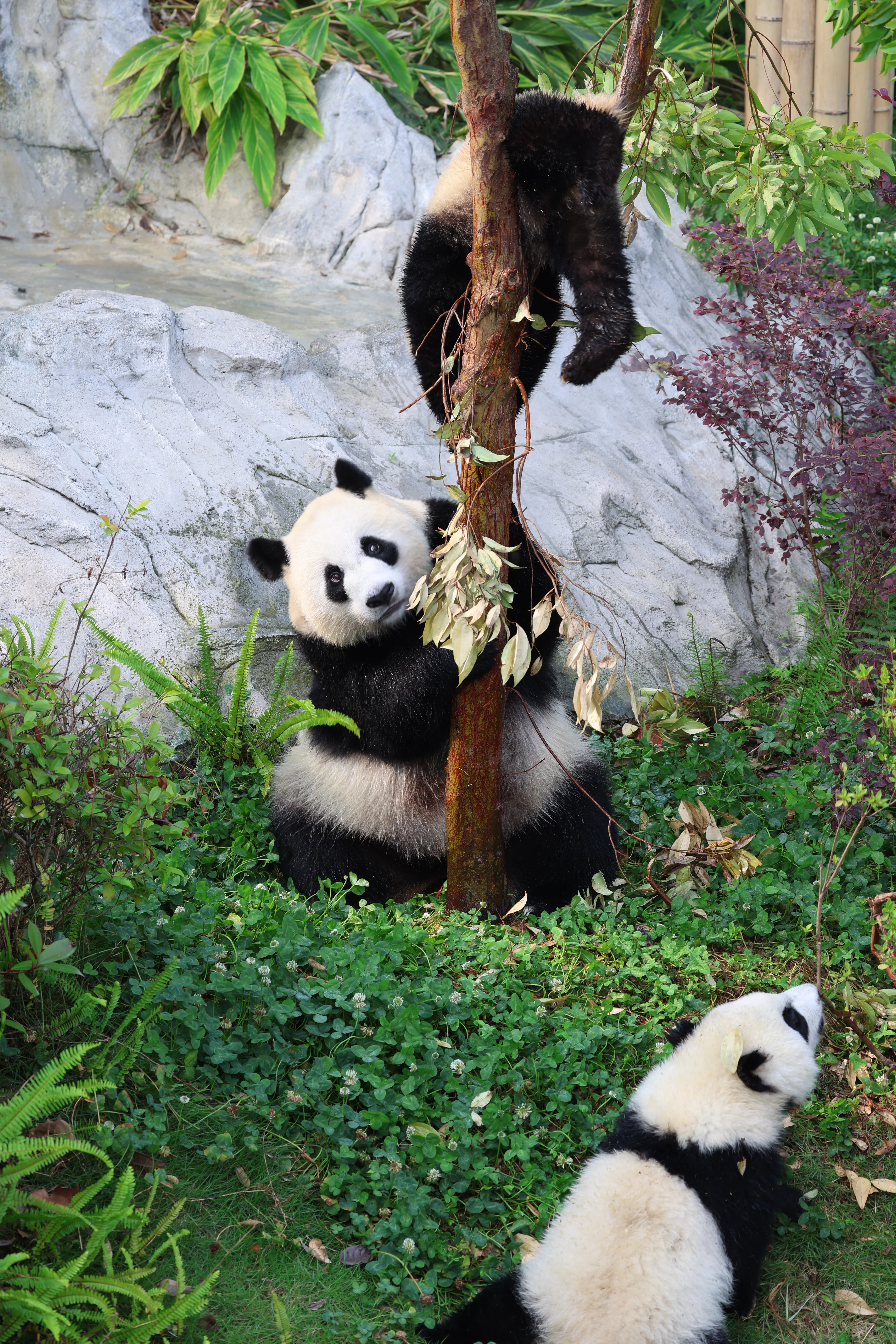 Chengdu Research Base of Giant Panda Breeding