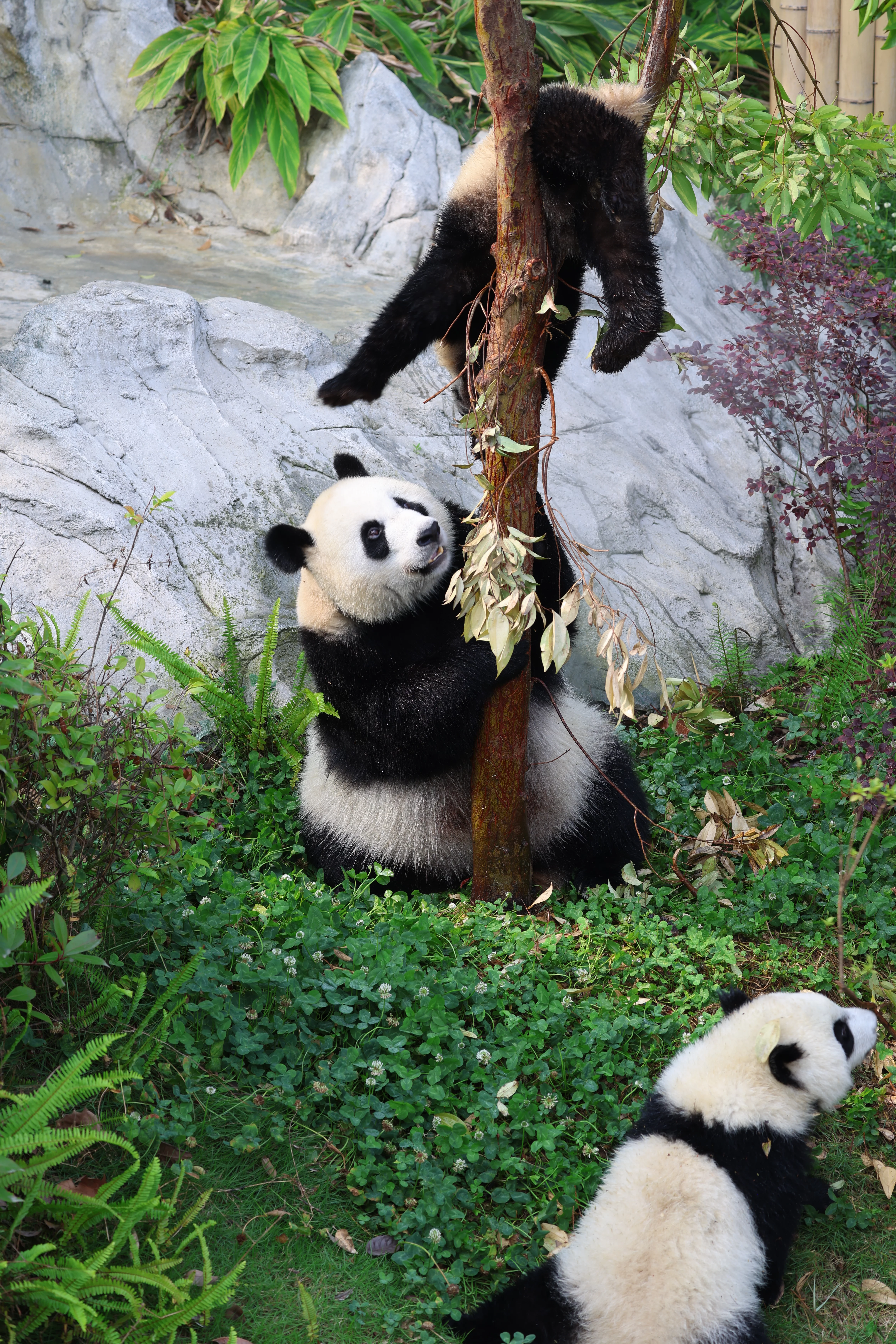 Chengdu Research Base of Giant Panda Breeding