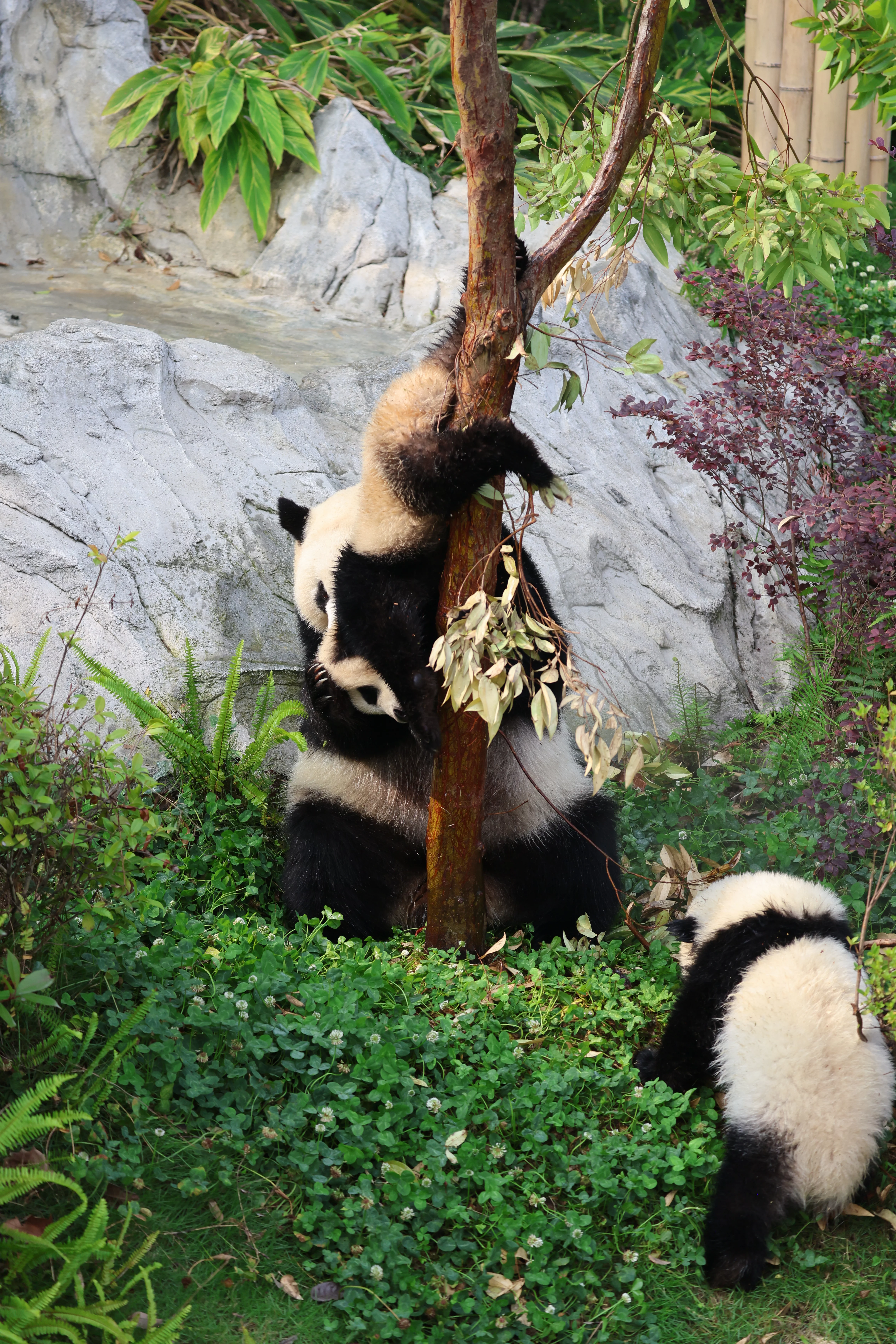 Chengdu Research Base of Giant Panda Breeding
