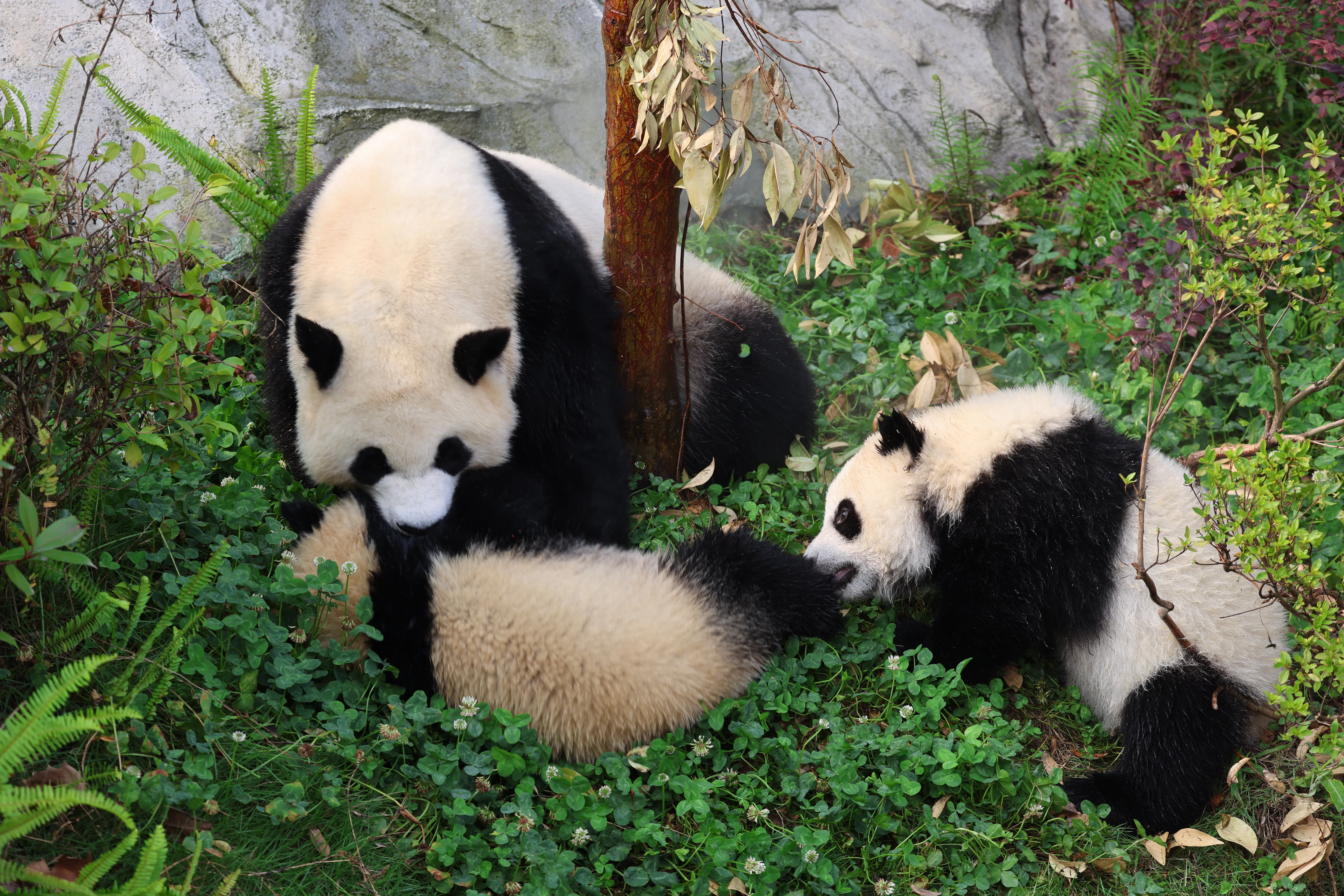 Chengdu Research Base of Giant Panda Breeding