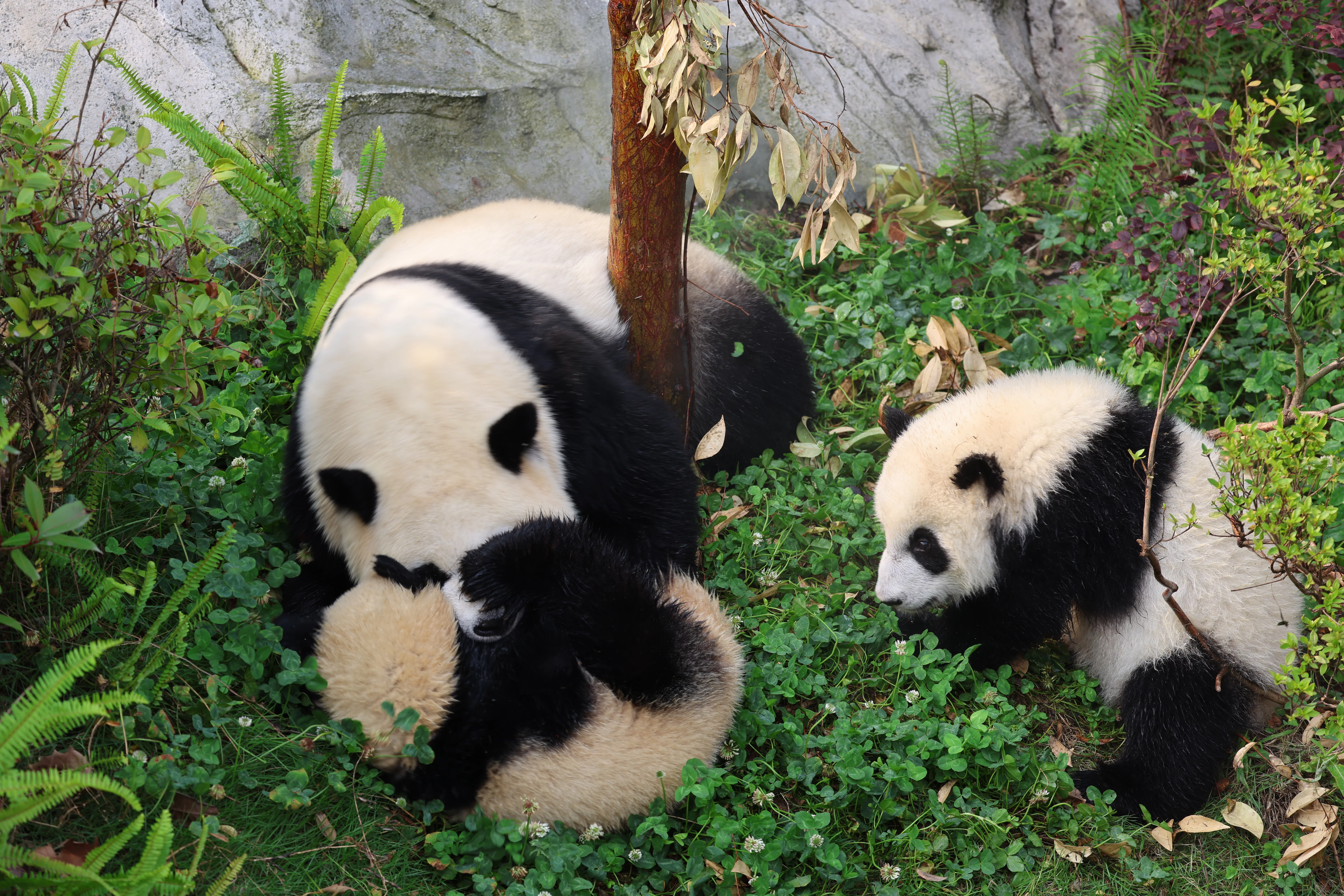 Chengdu Research Base of Giant Panda Breeding