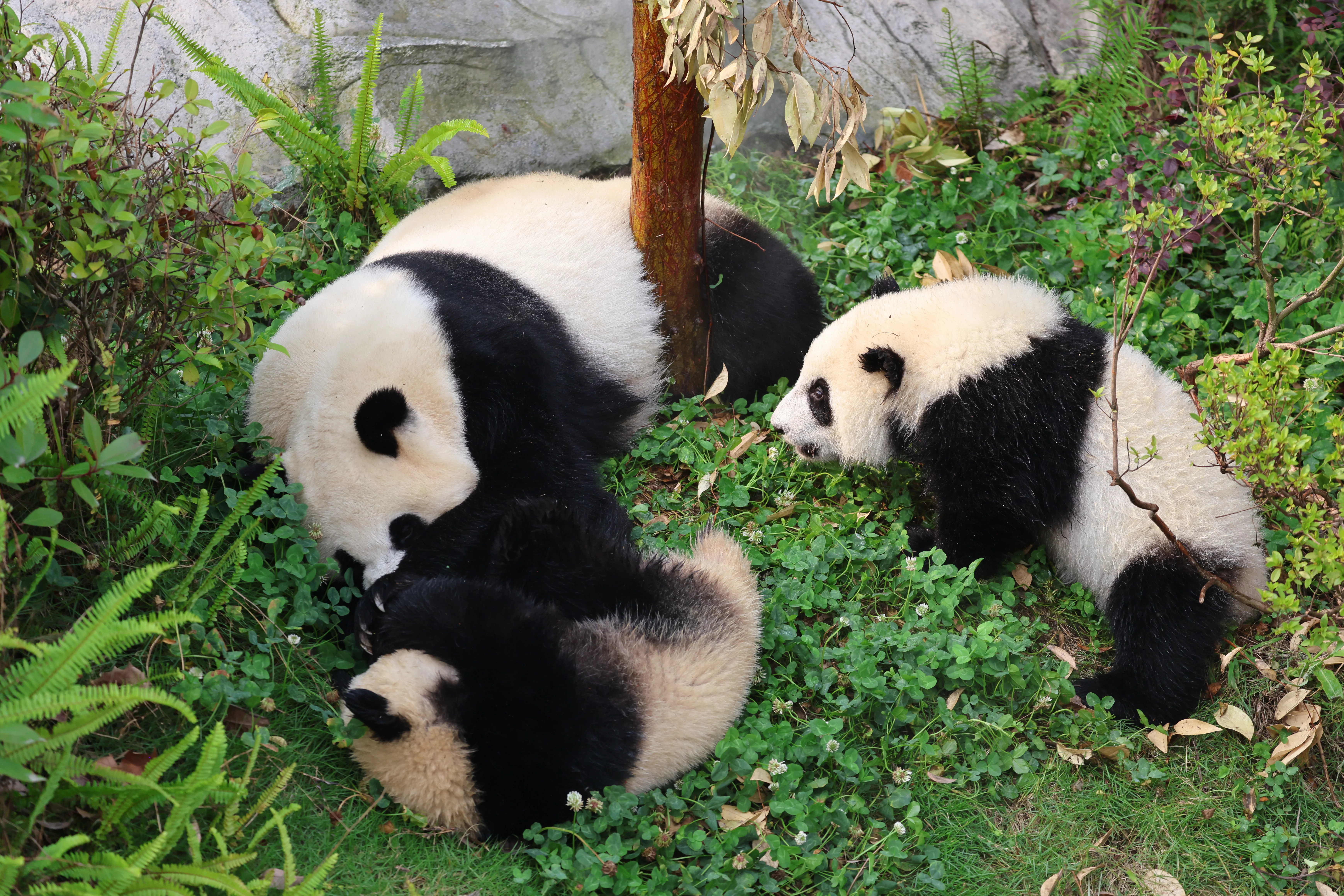 Chengdu Research Base of Giant Panda Breeding