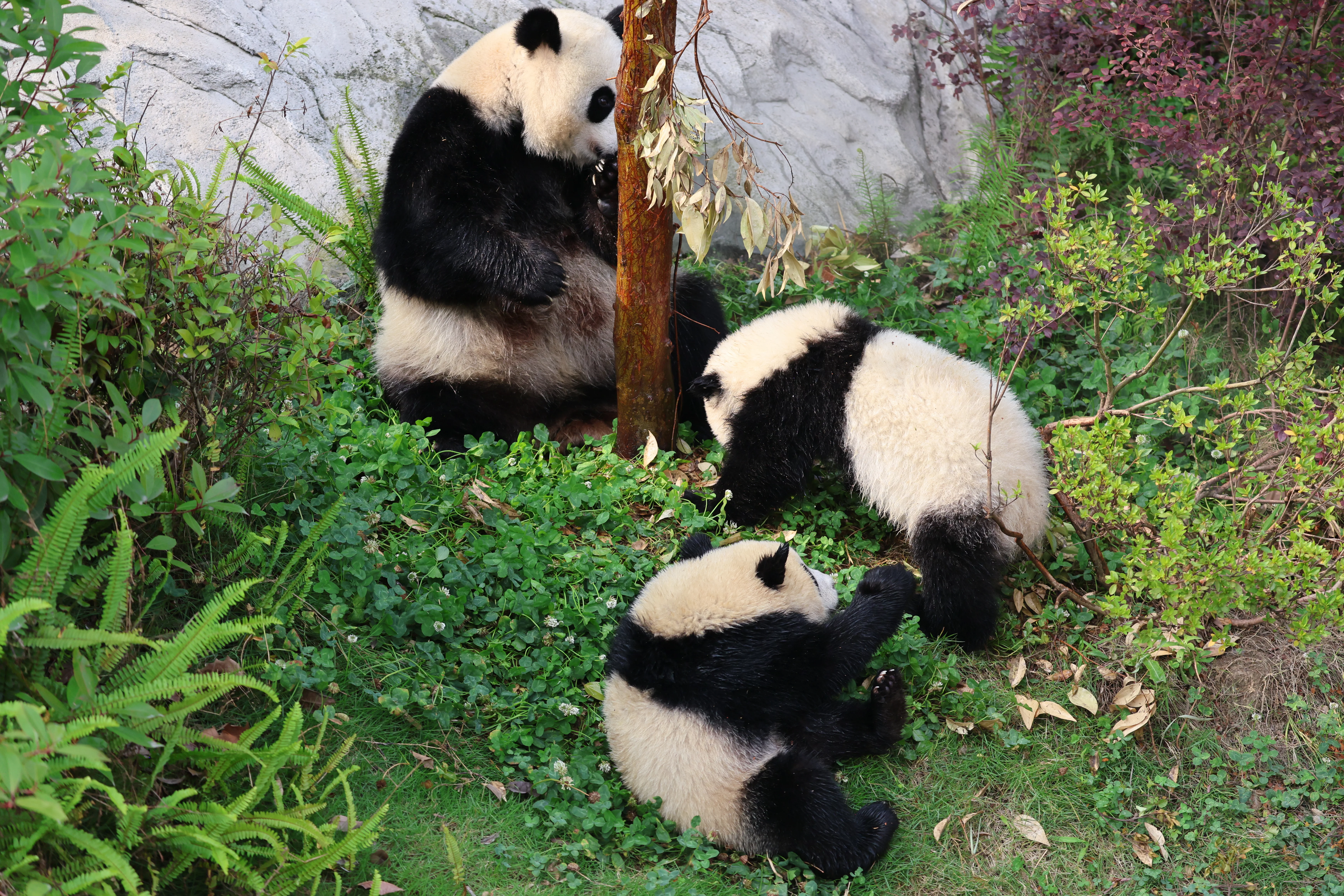 Chengdu Research Base of Giant Panda Breeding