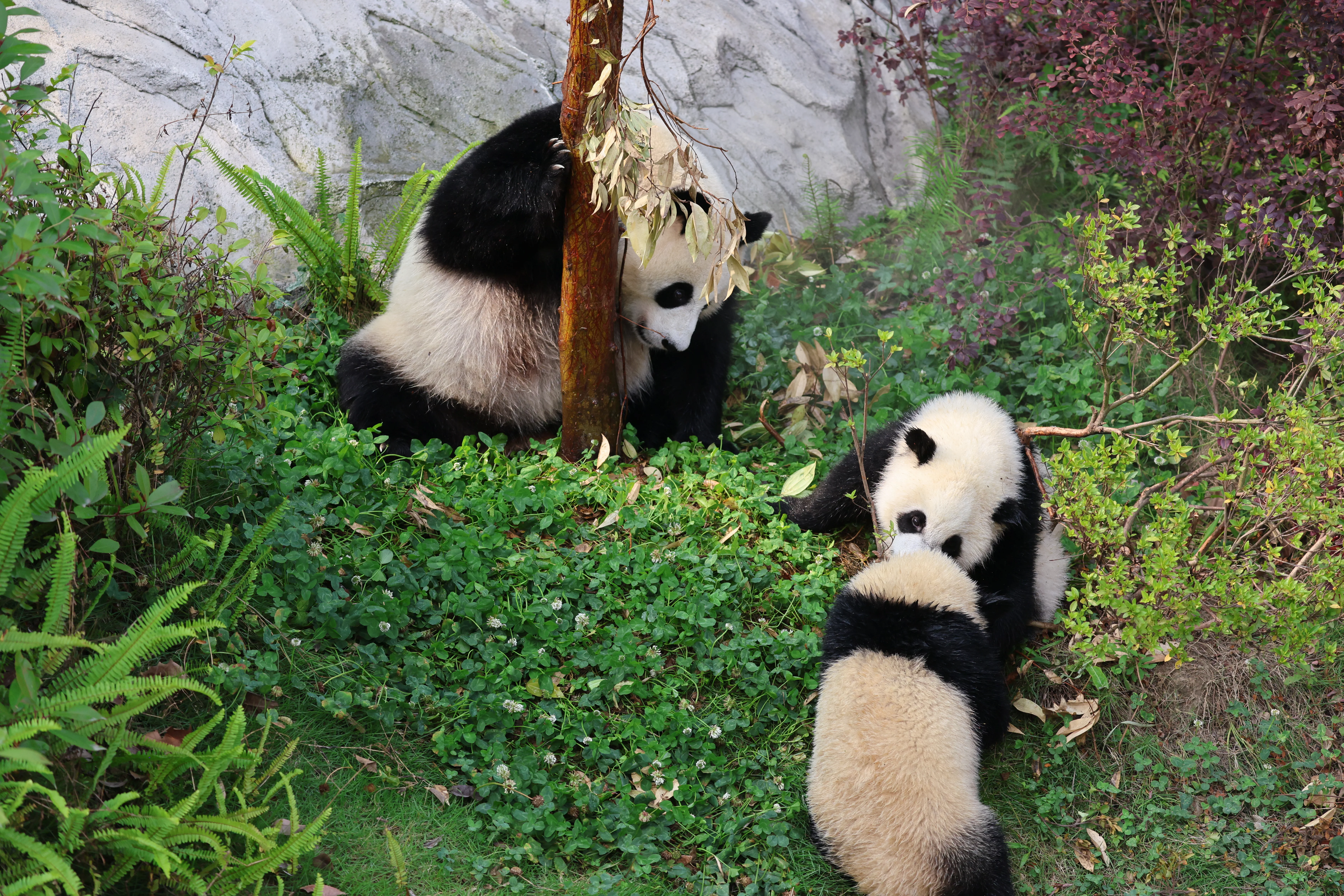 Chengdu Research Base of Giant Panda Breeding