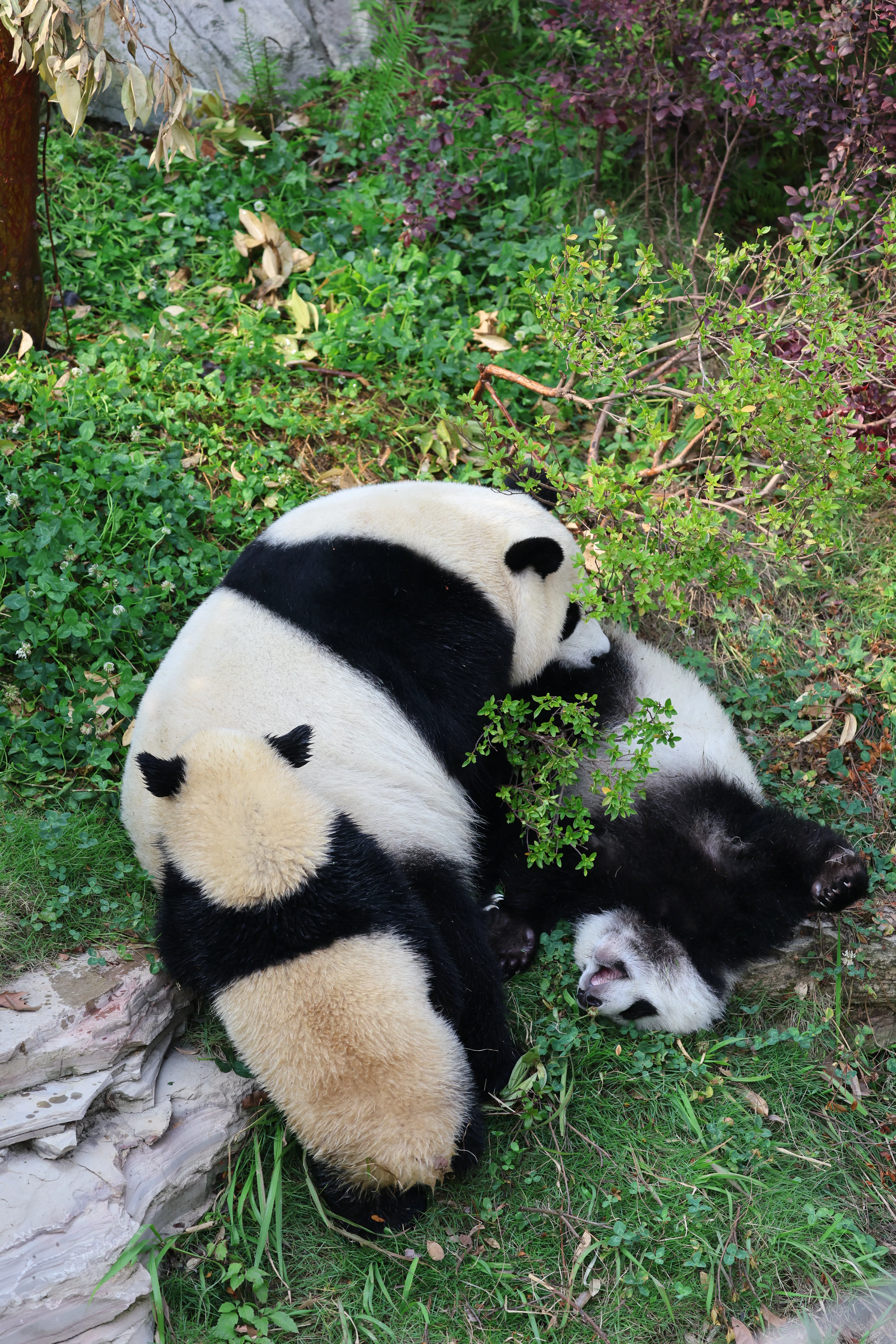 Chengdu Research Base of Giant Panda Breeding