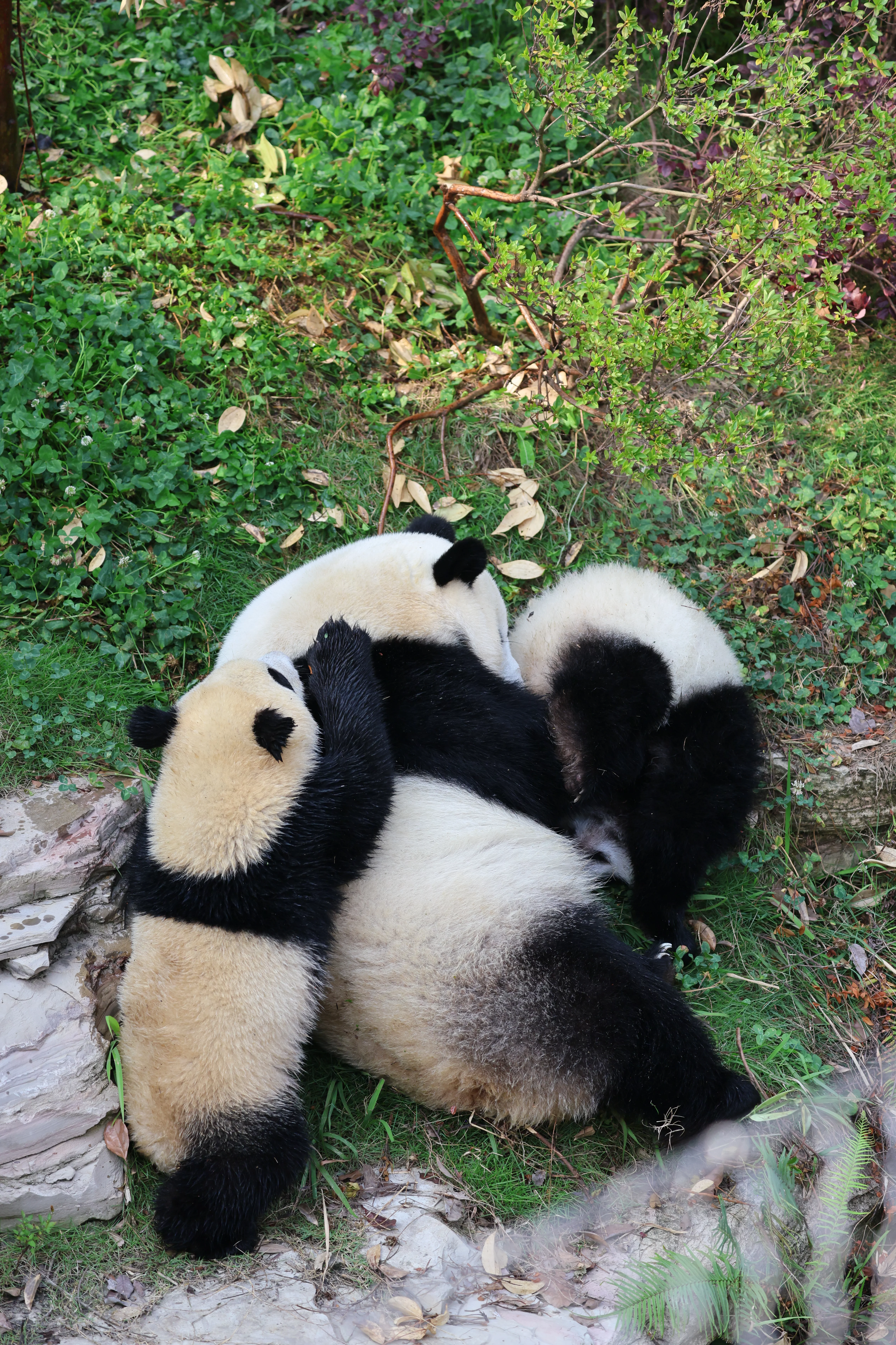 Chengdu Research Base of Giant Panda Breeding