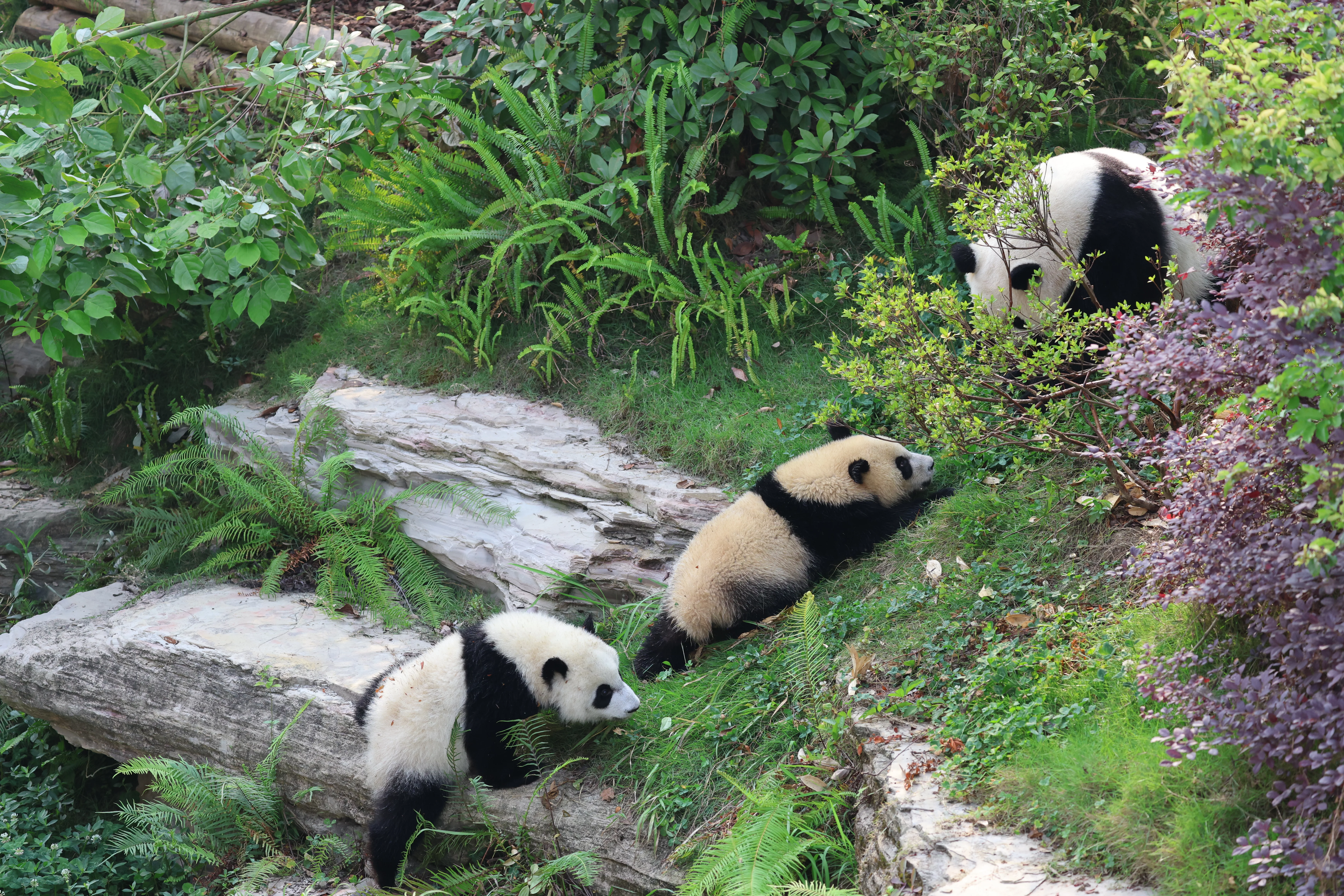 Chengdu Research Base of Giant Panda Breeding