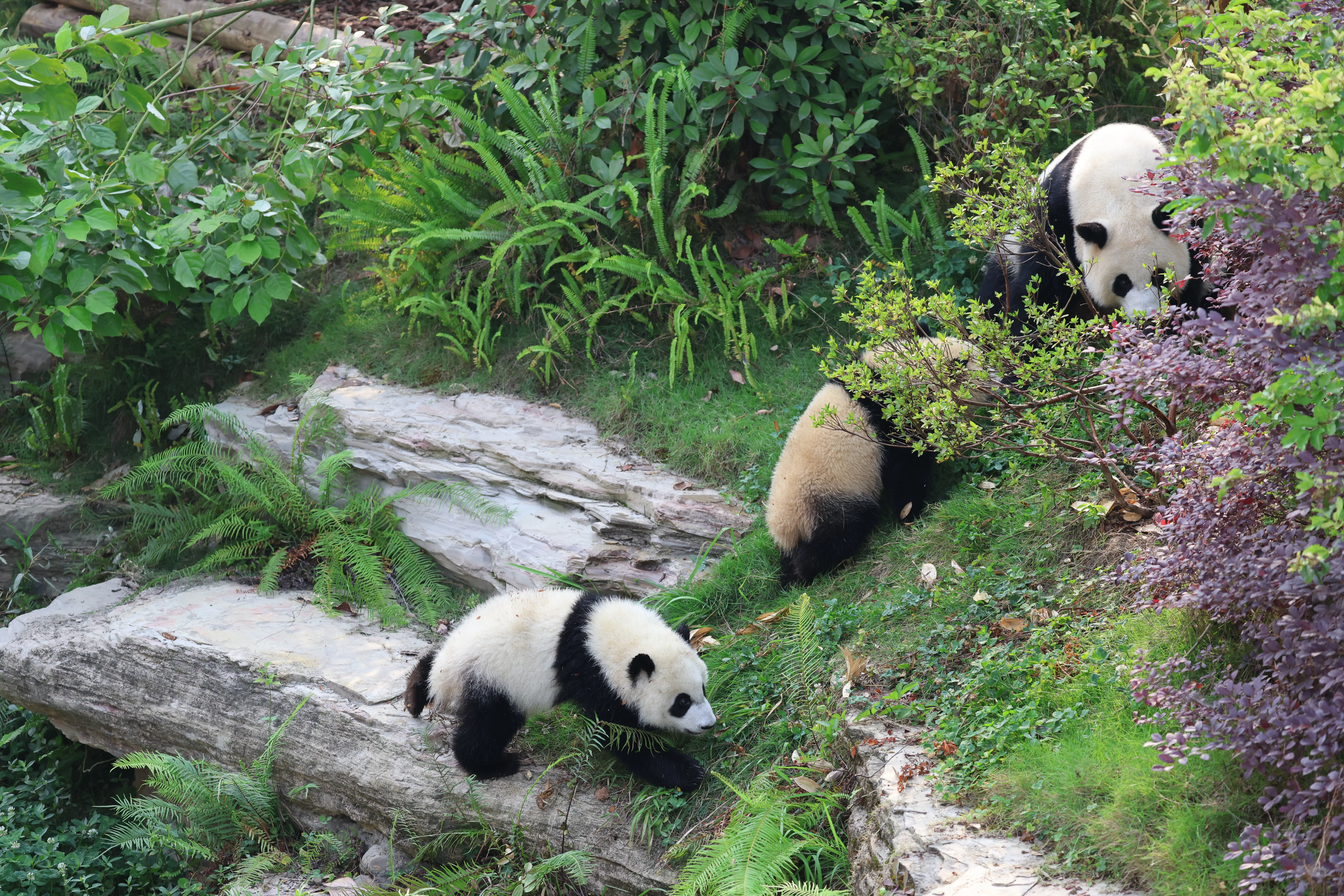 Chengdu Research Base of Giant Panda Breeding