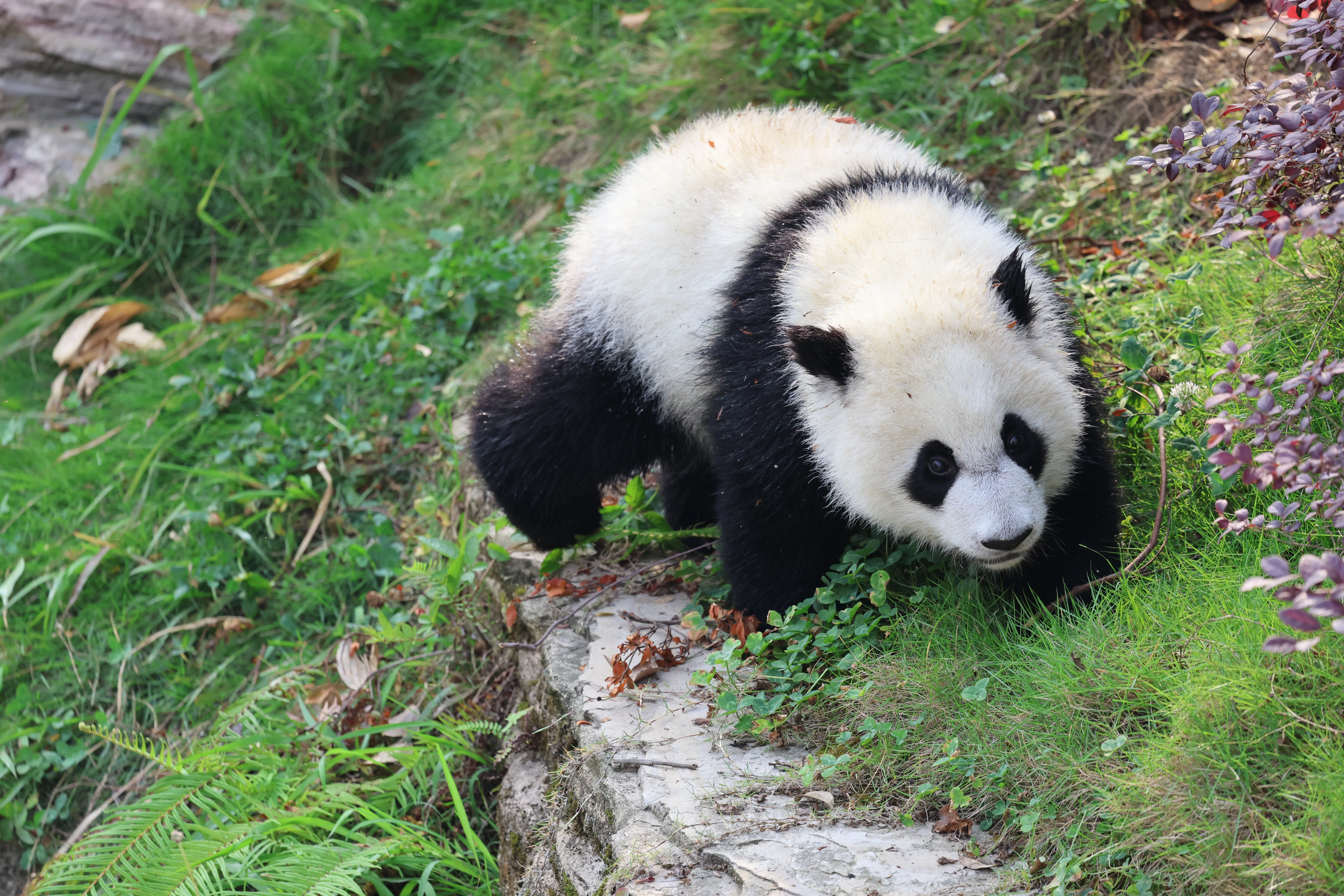 Chengdu Research Base of Giant Panda Breeding