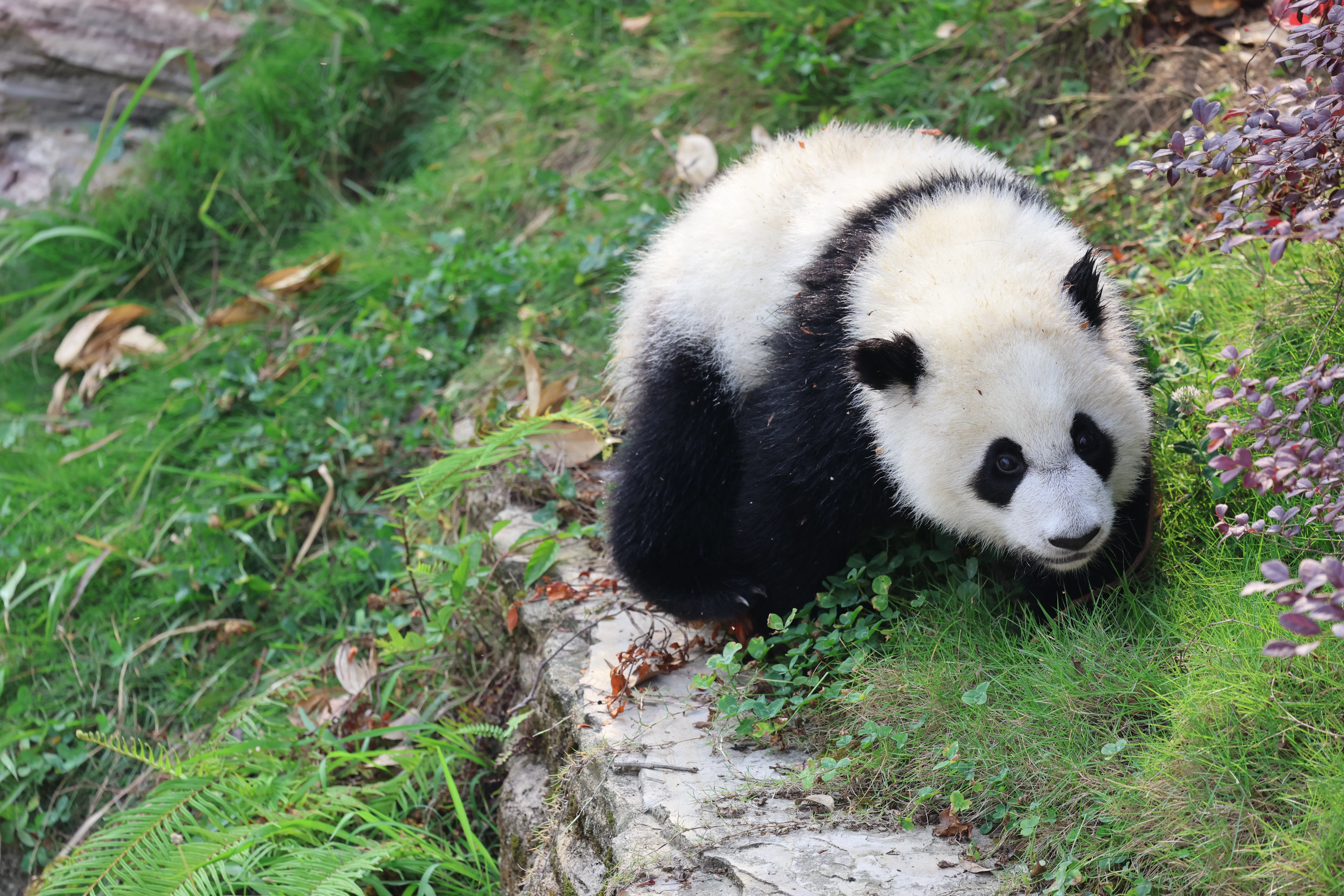 Chengdu Research Base of Giant Panda Breeding