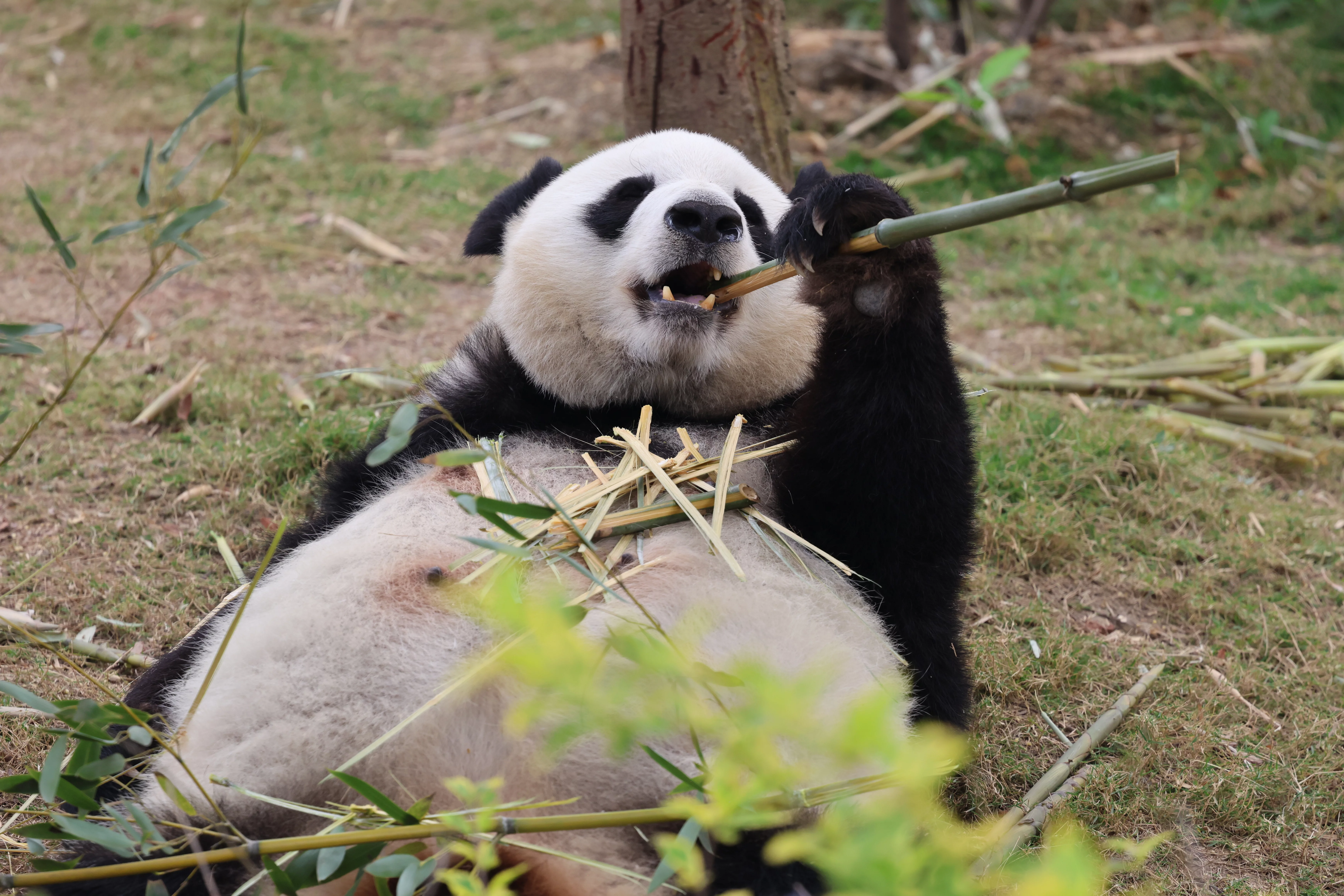Chengdu Research Base of Giant Panda Breeding