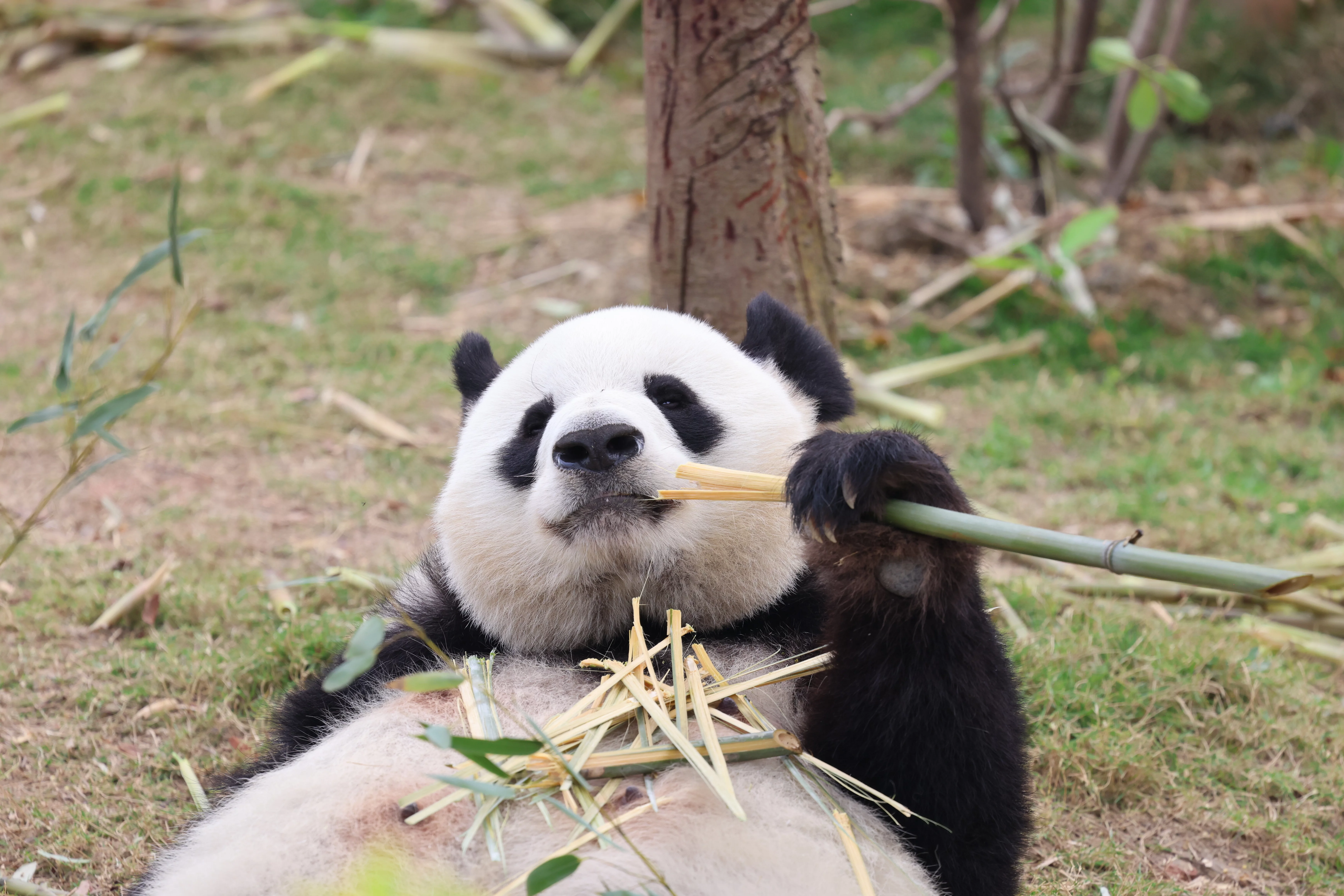 Chengdu Research Base of Giant Panda Breeding