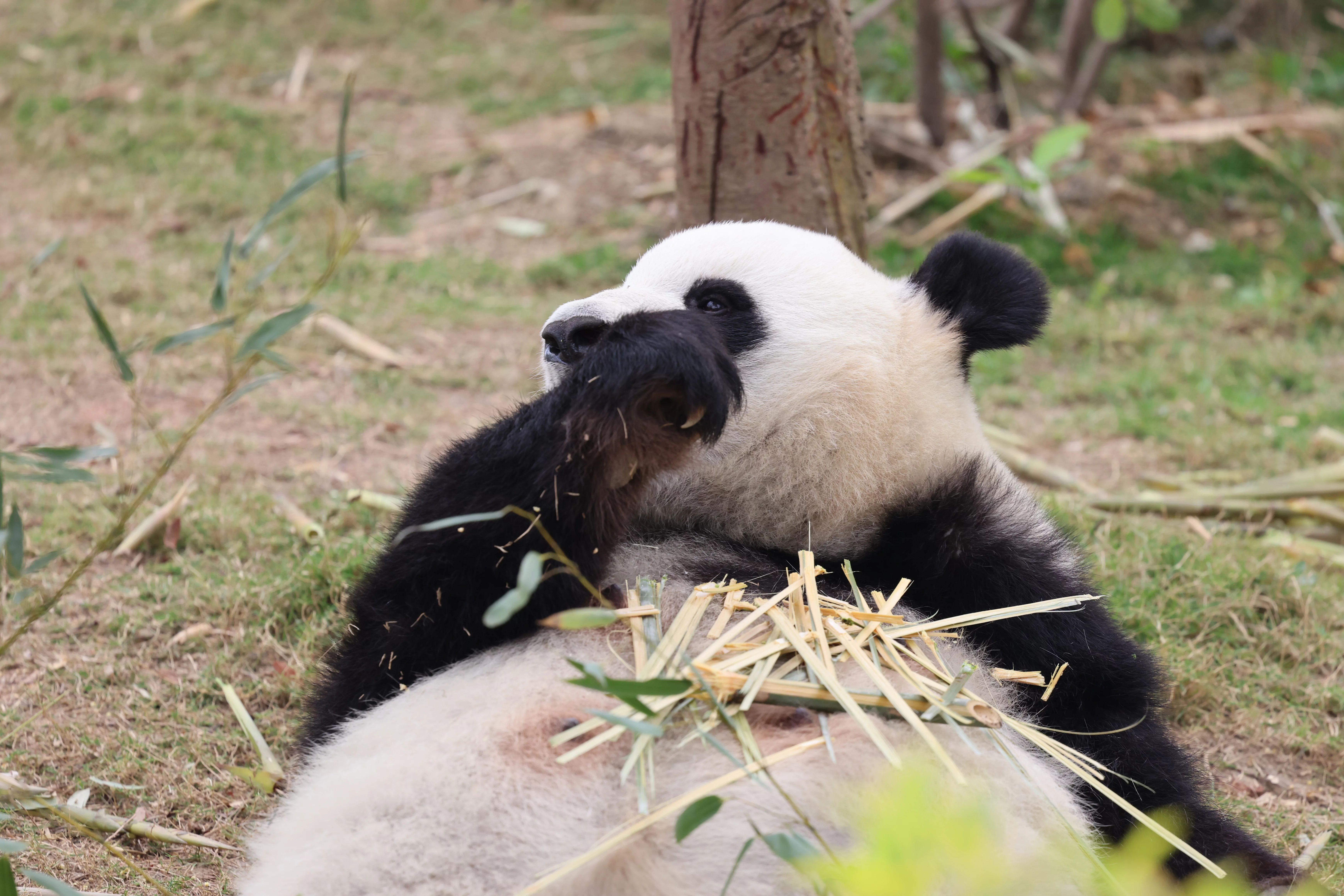Chengdu Research Base of Giant Panda Breeding