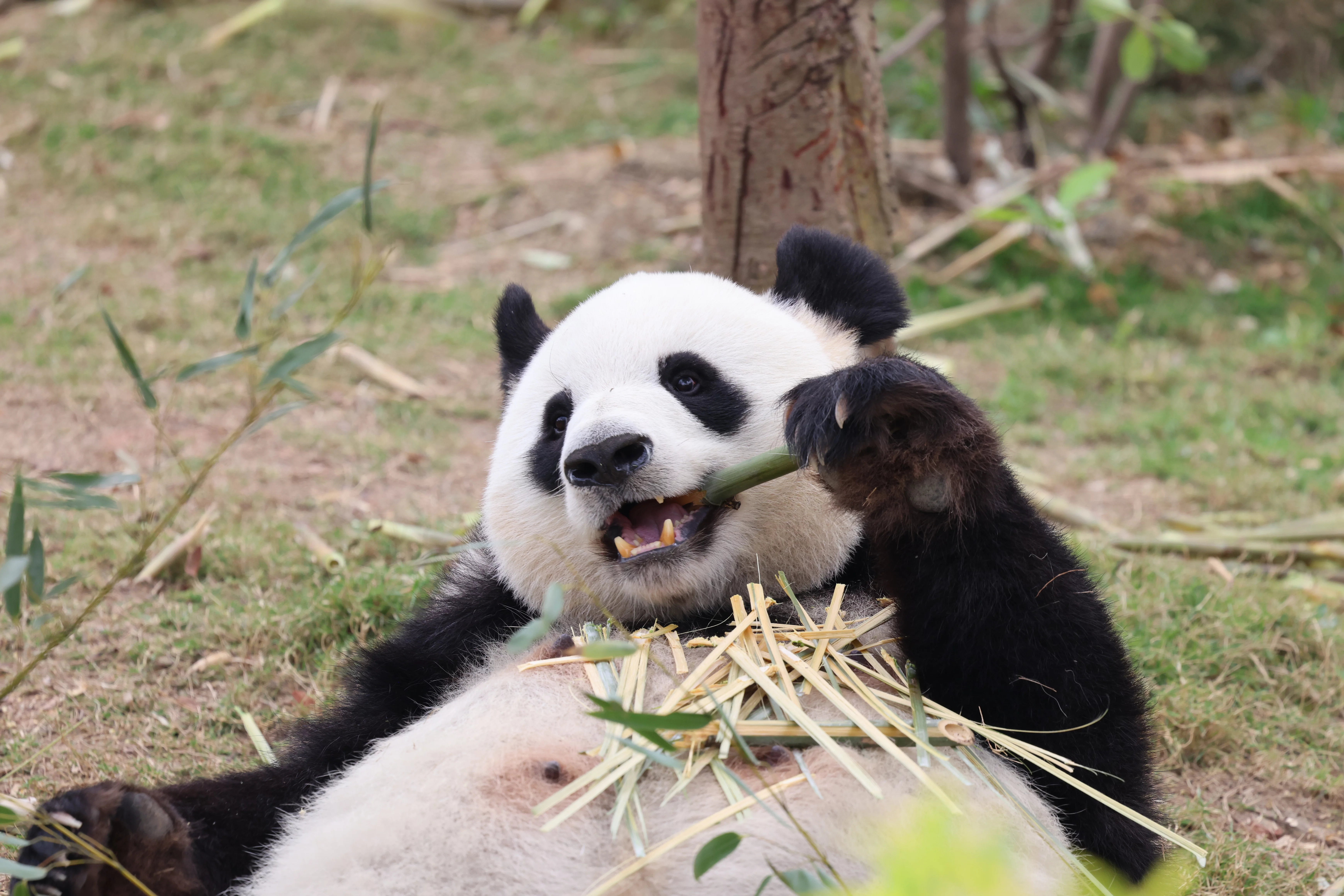 Chengdu Research Base of Giant Panda Breeding