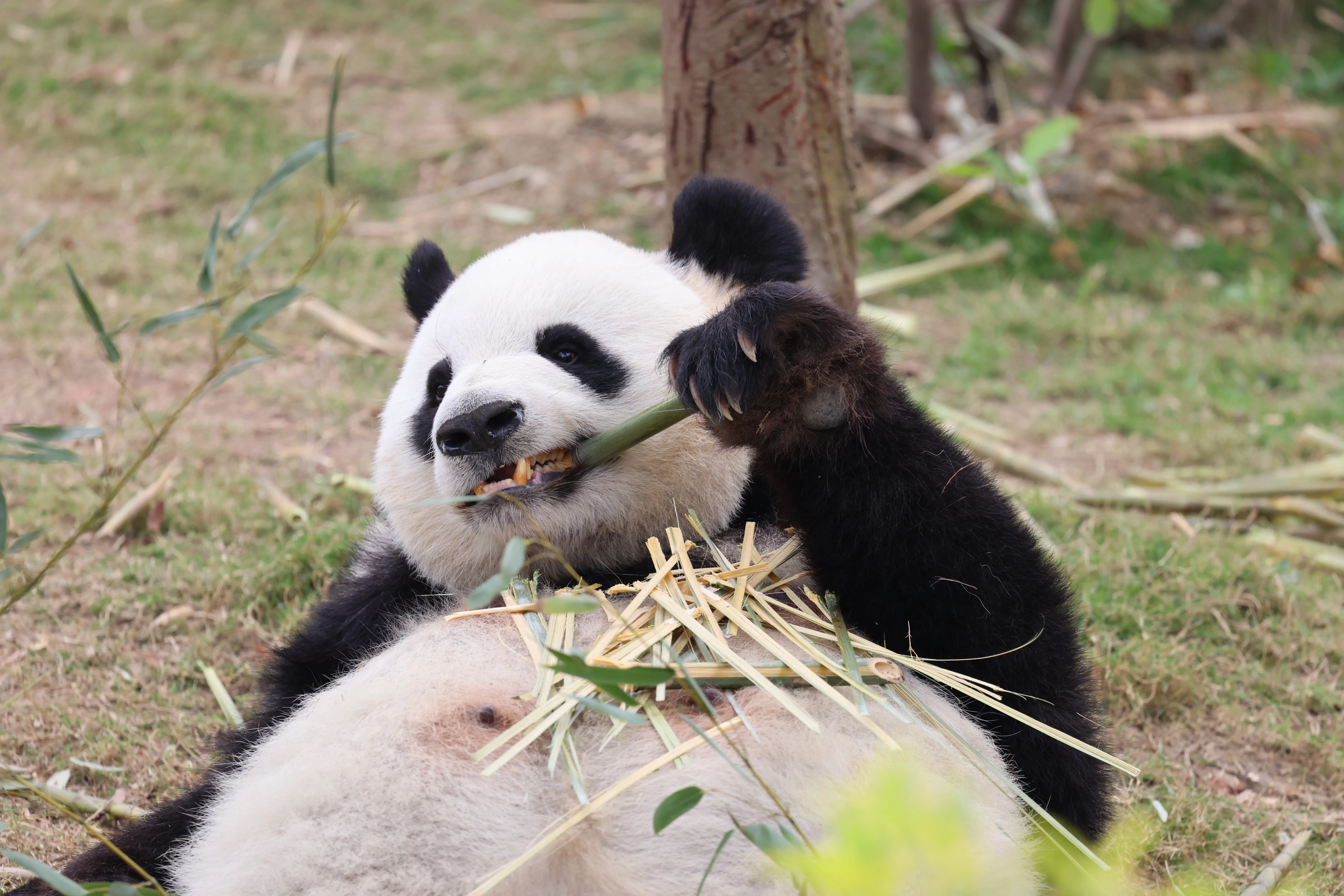 Chengdu Research Base of Giant Panda Breeding