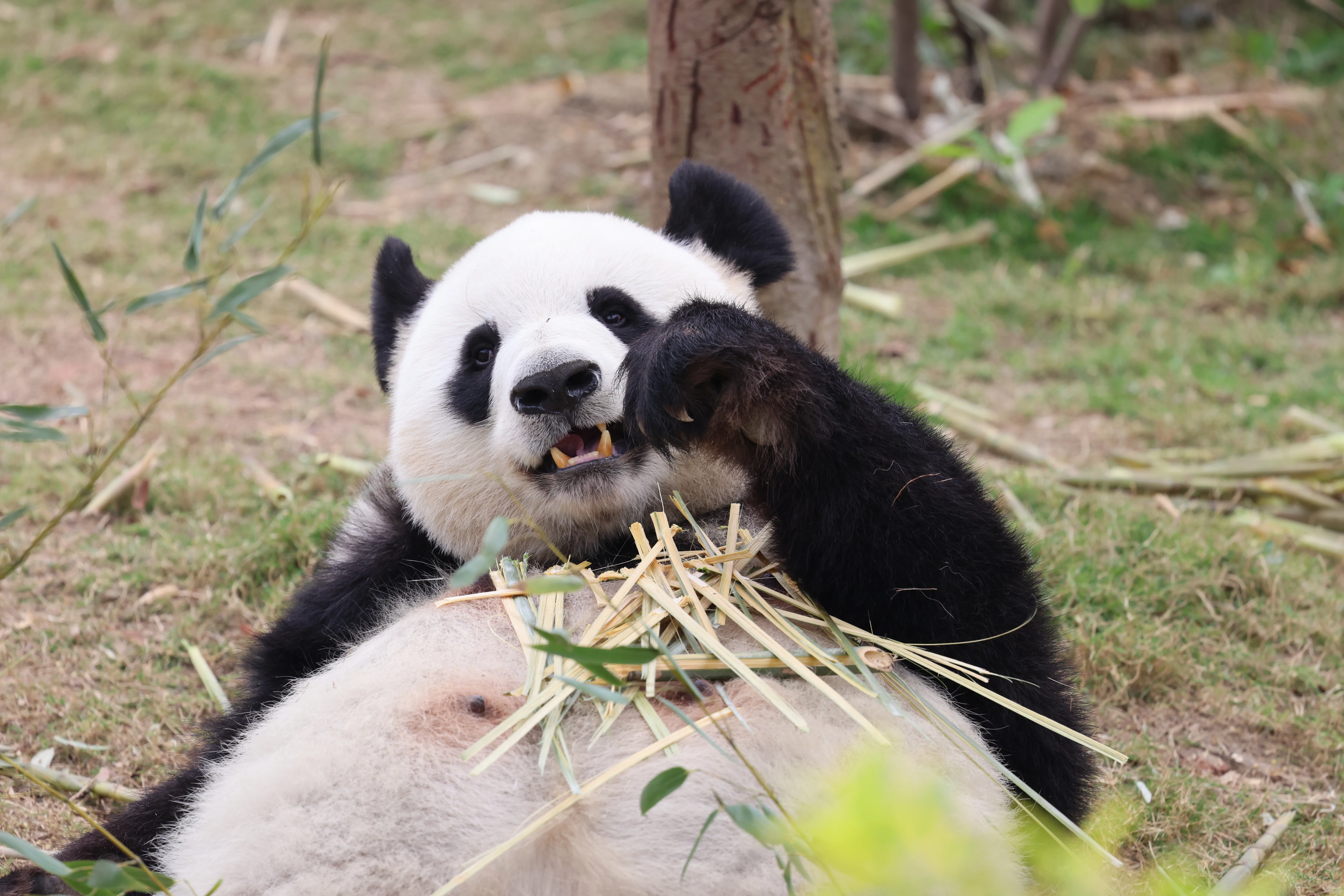 Chengdu Research Base of Giant Panda Breeding