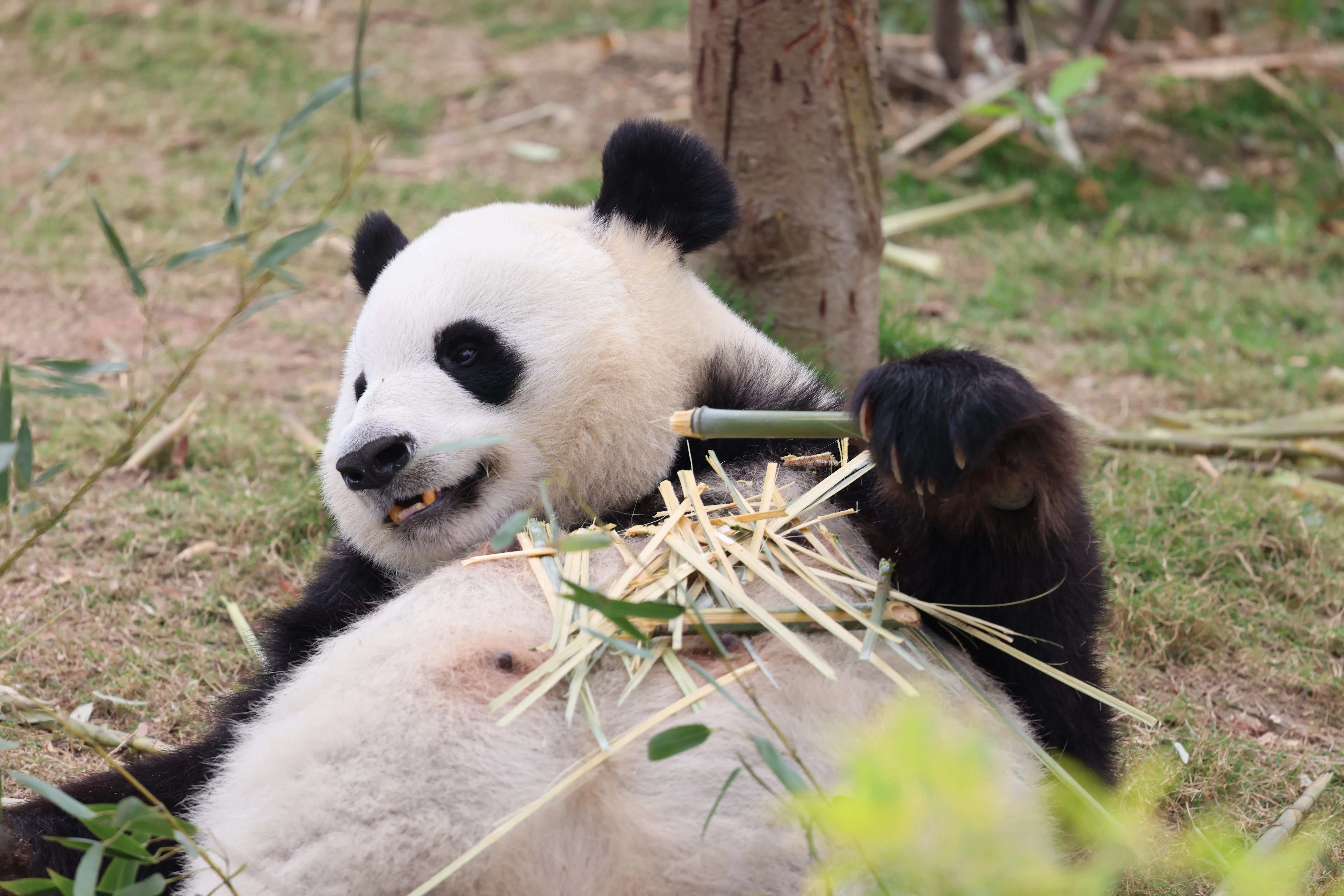 Chengdu Research Base of Giant Panda Breeding