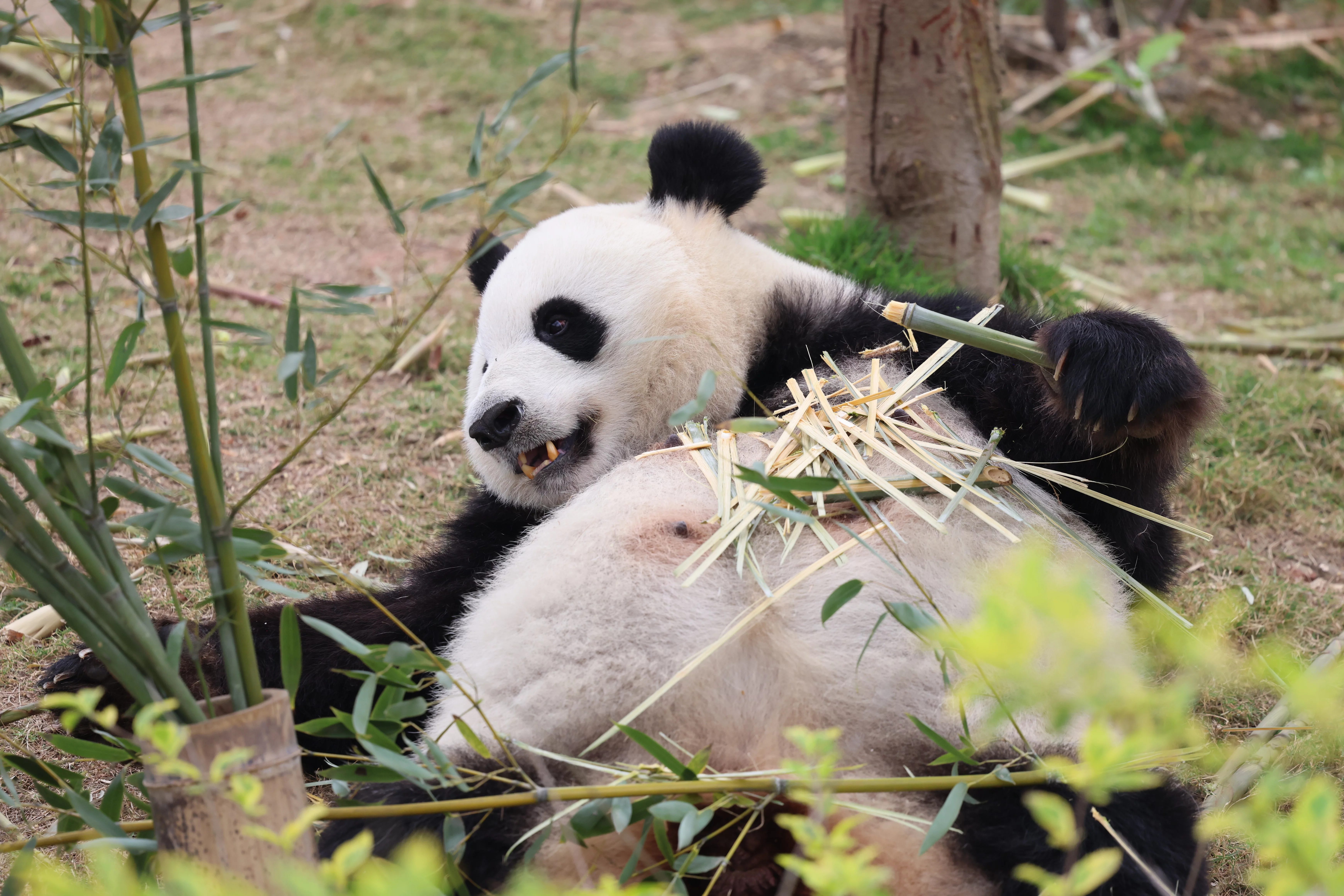 Chengdu Research Base of Giant Panda Breeding